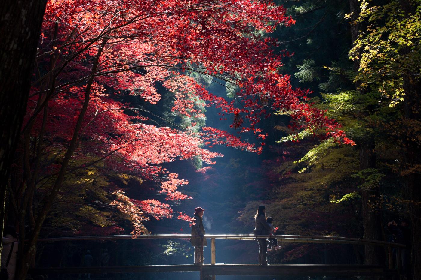 Autumn leaves at Oguni Shrine, Ichinomiya, Mori, Shizuoka