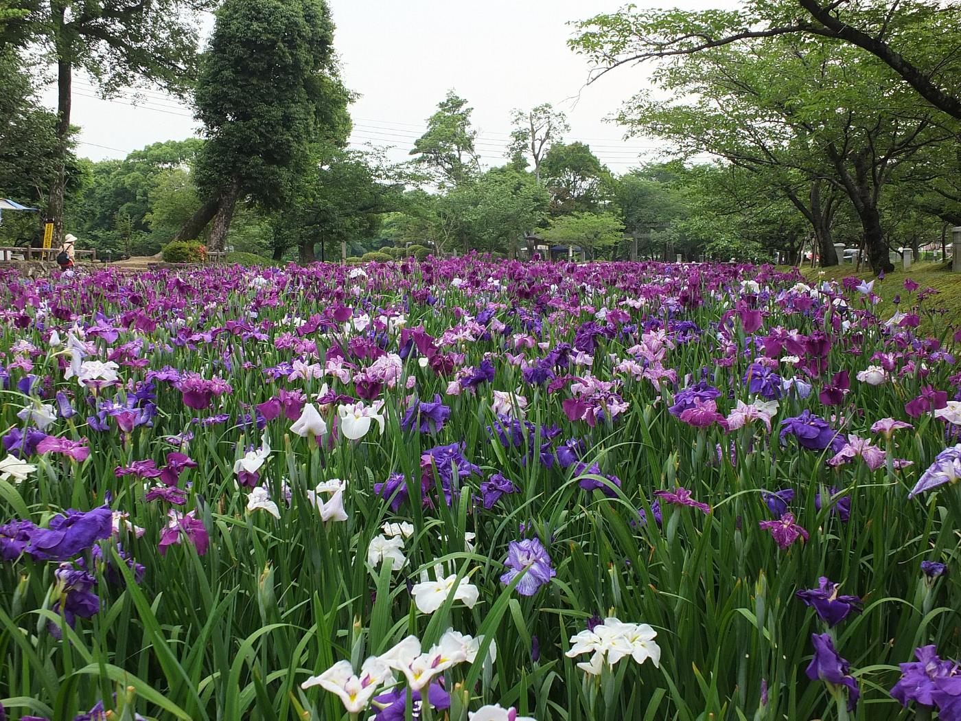 Iris at Omura Park, Tamaura-machi, Omura, Nagasaki