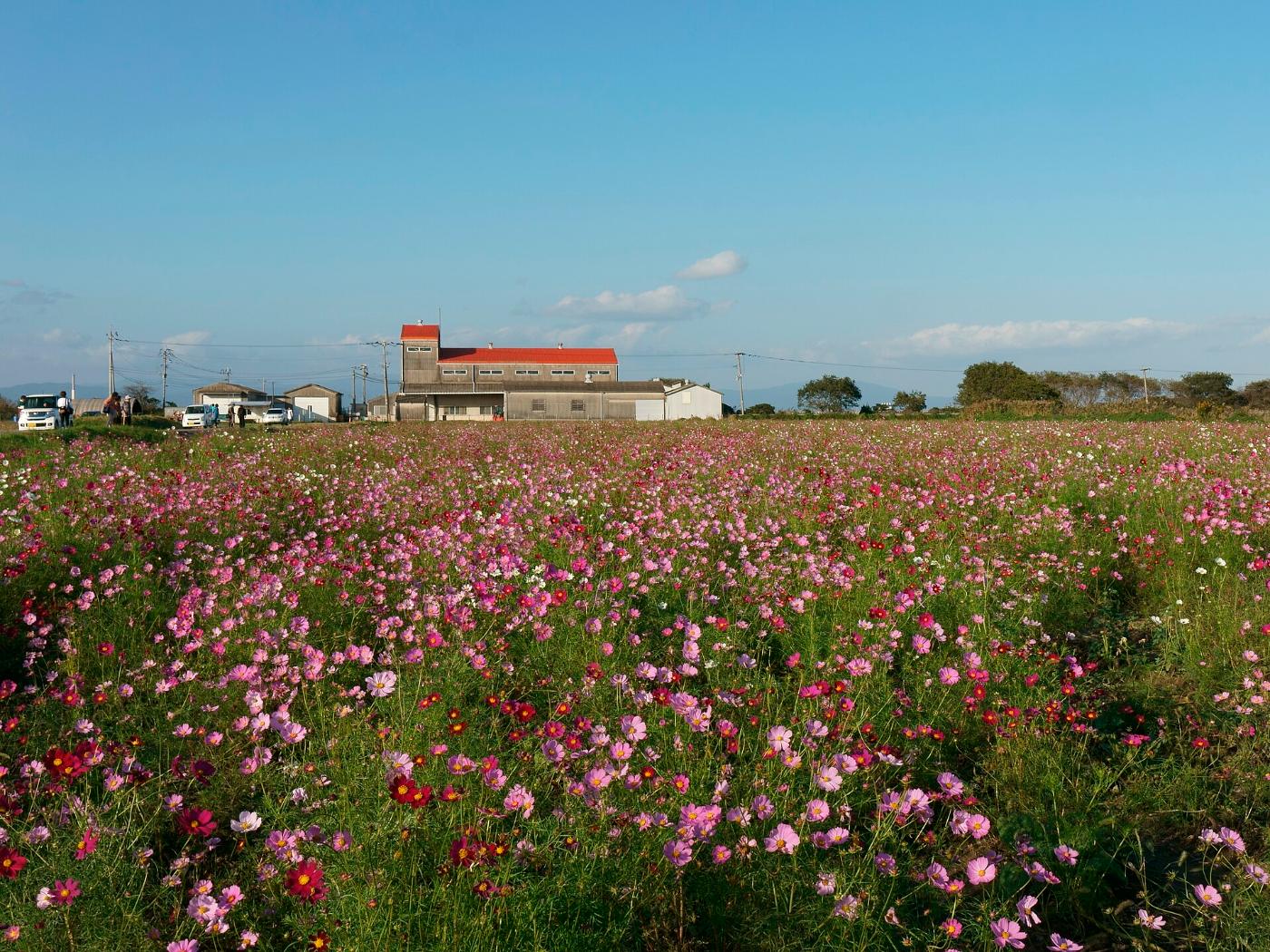 Cosmos at Saga Airport Cosmos Garden, Kawazoe-machi, Saga