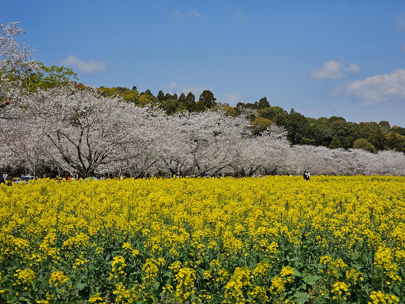 Rapeseed at Saitobaru Burial Mounds, Saito, Miyazaki