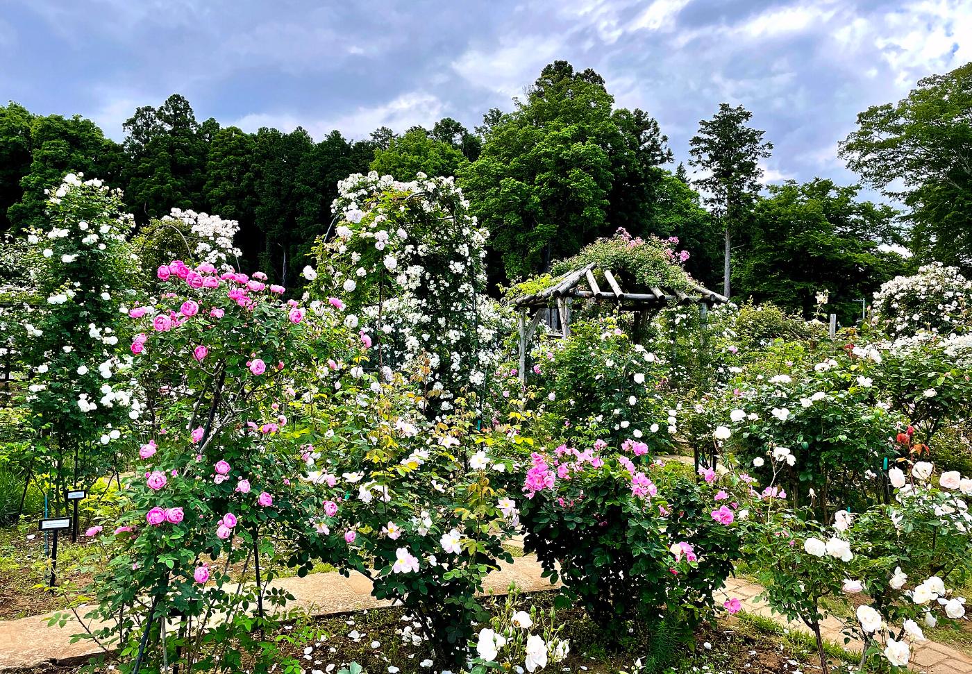 Roses at Sakura Kusabue-no-Oka Rose Garden, Iinoya, Sakura, Chiba