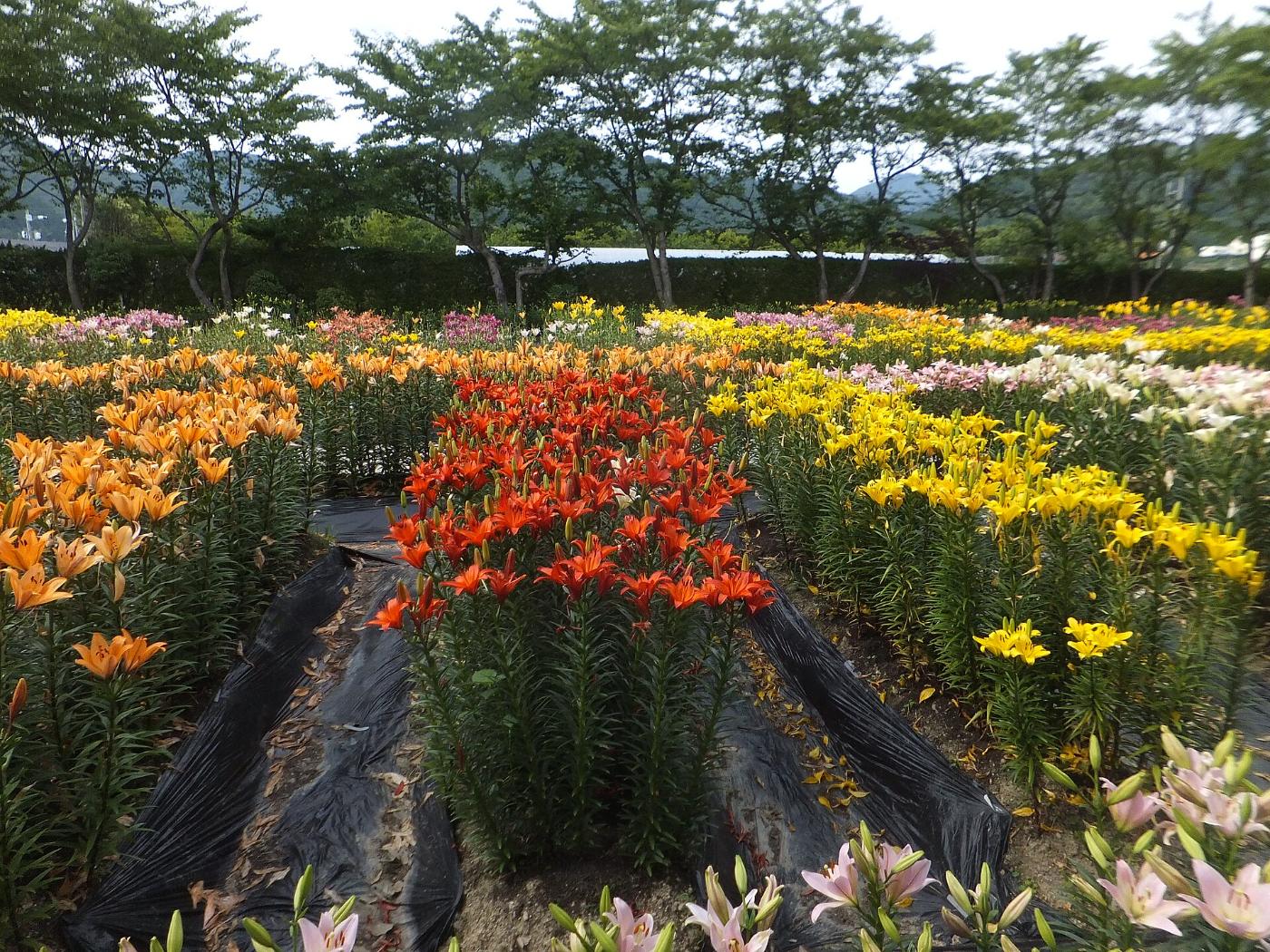 Lilies at Sasayama Tamamizu Yuri-en, Tamba-Sasayama, Hyogo