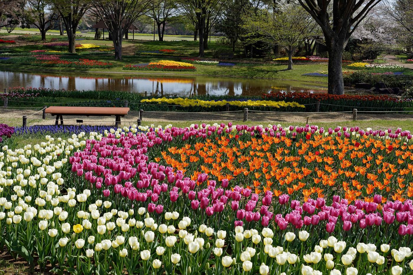 Tulips at Showa Kinen Park, Midoricho, Tachikawa, Tokyo