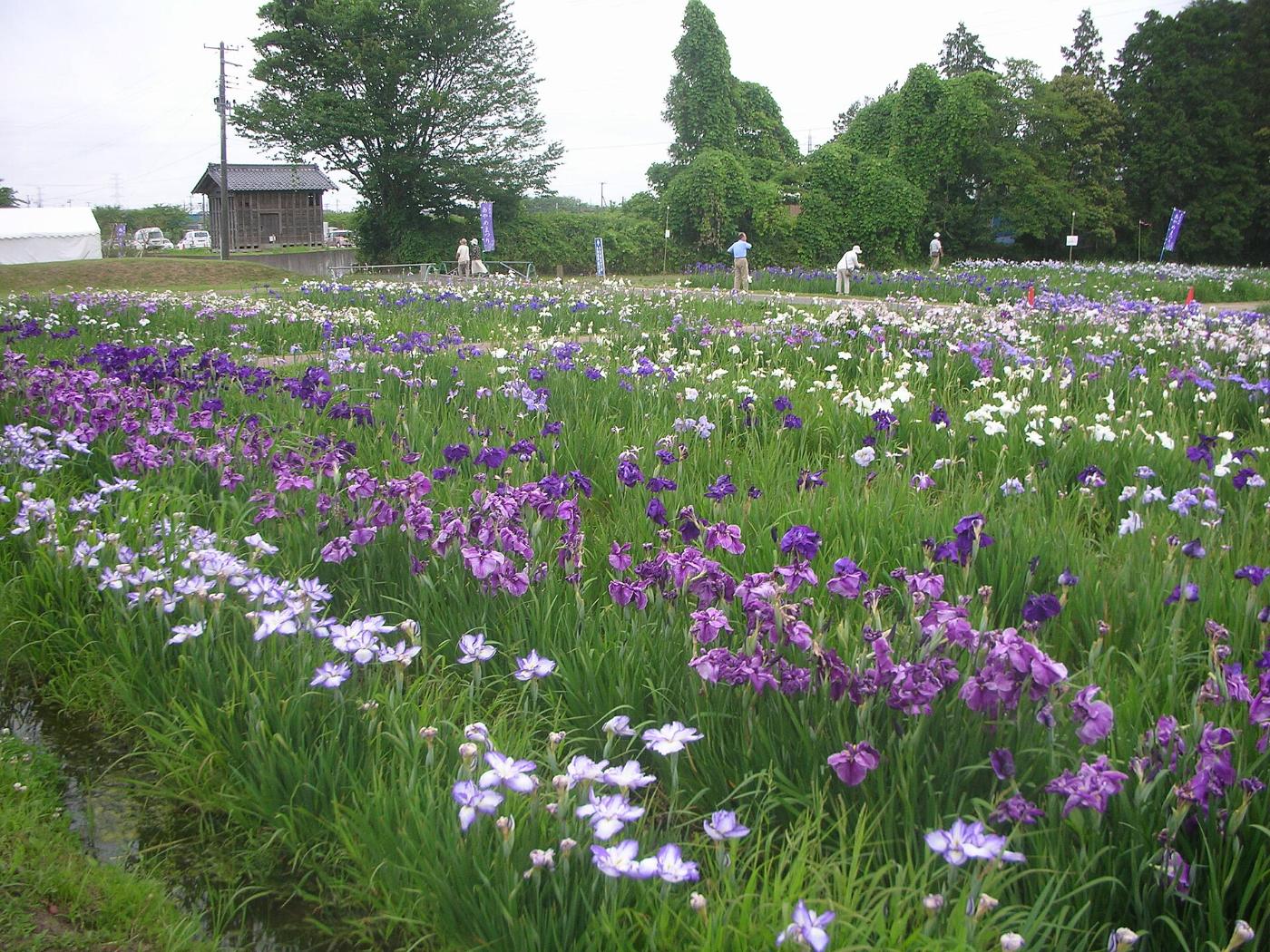 Iris at Tagajo Castle Ruins Ayame Garden, Ichikawa, Tagajo, Miyagi