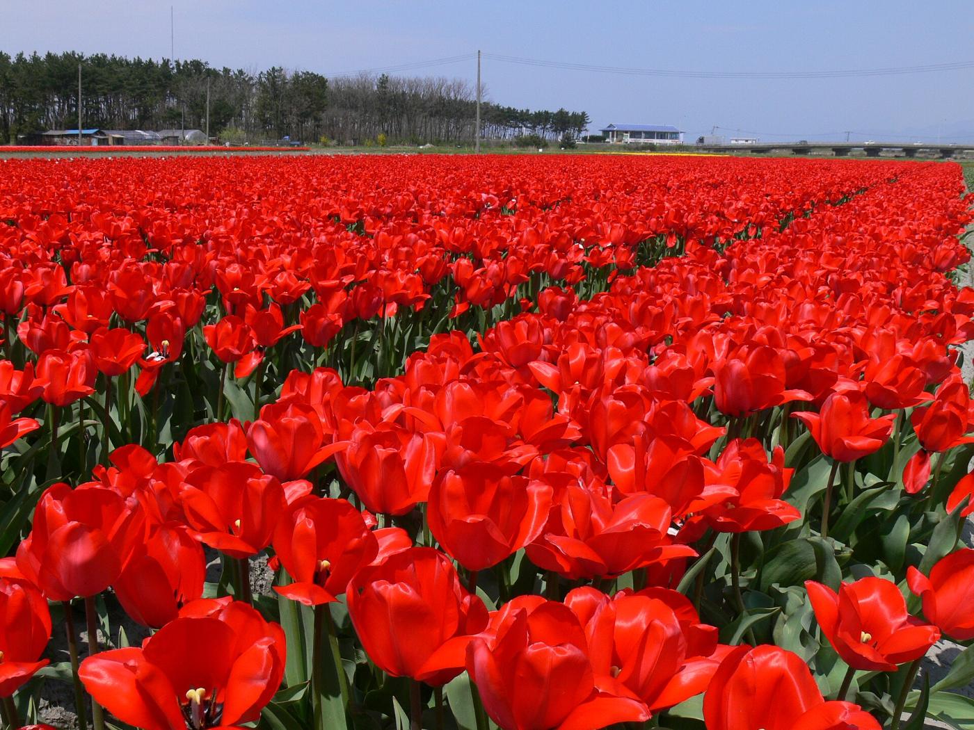 Tulips at Tainai Tulip Festival, Tainai, Niigata