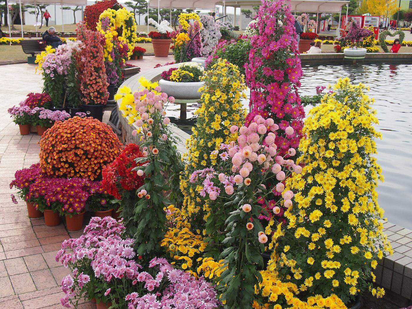 Chrysanthemum at Takefu Chrysanthemum Dolls, Takefu Central Park, Echizen, Fukui