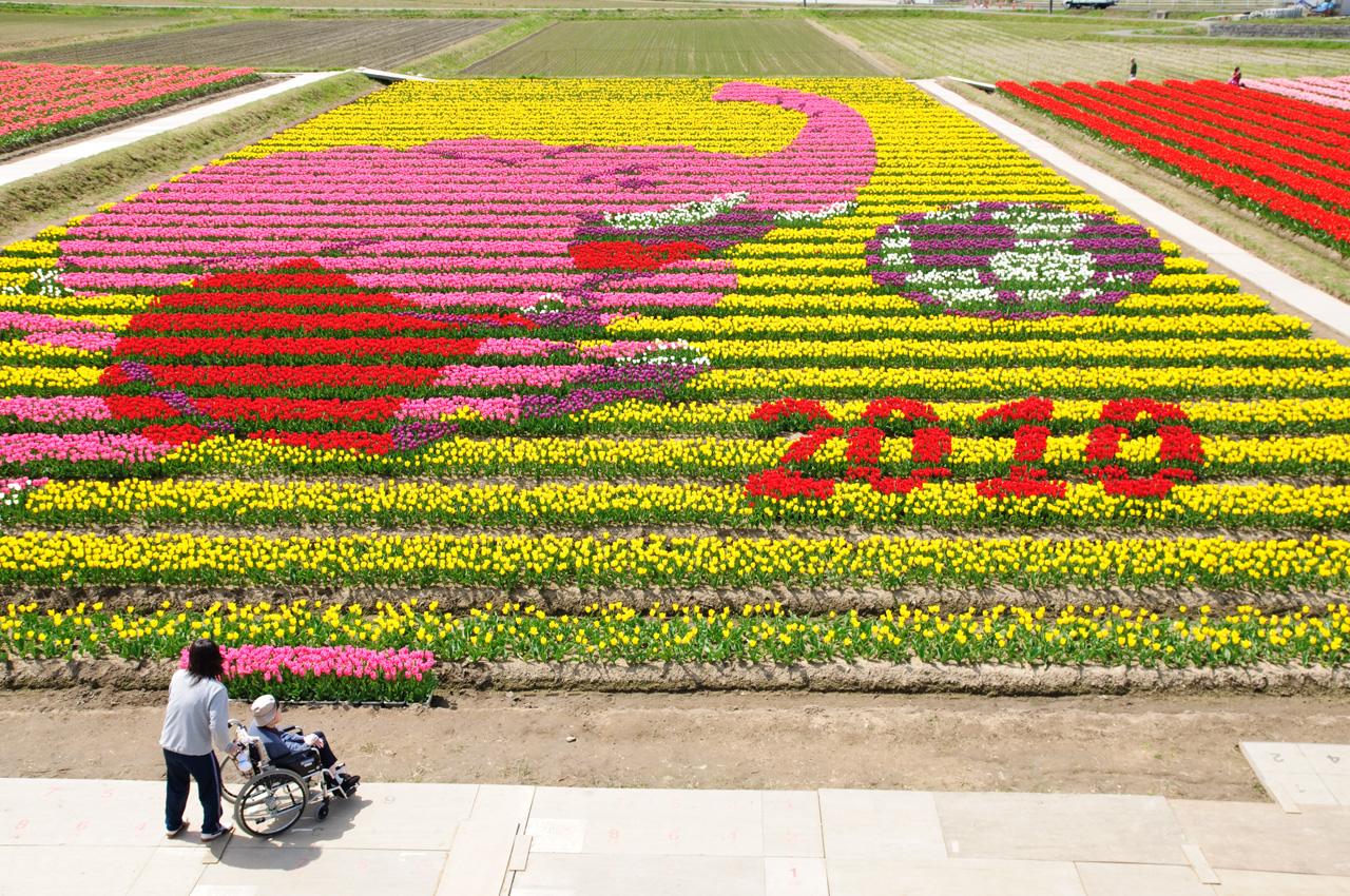 Tulips at Tanto Flower Park, Tanto-cho, Toyooka, Hyogo