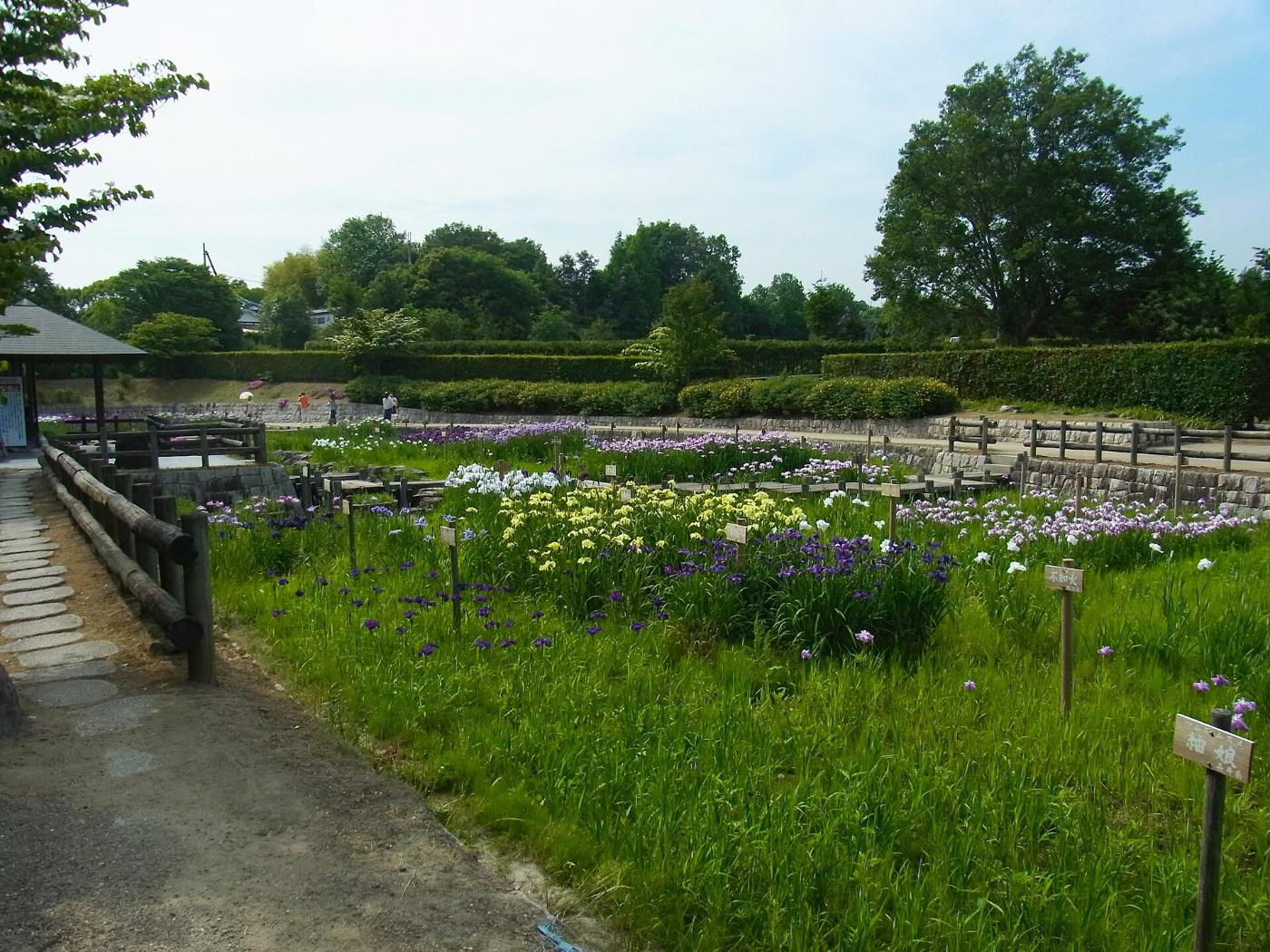 Iris at Umami Kyuryo Park, Kawai, Kitakatsuragi District, Nara