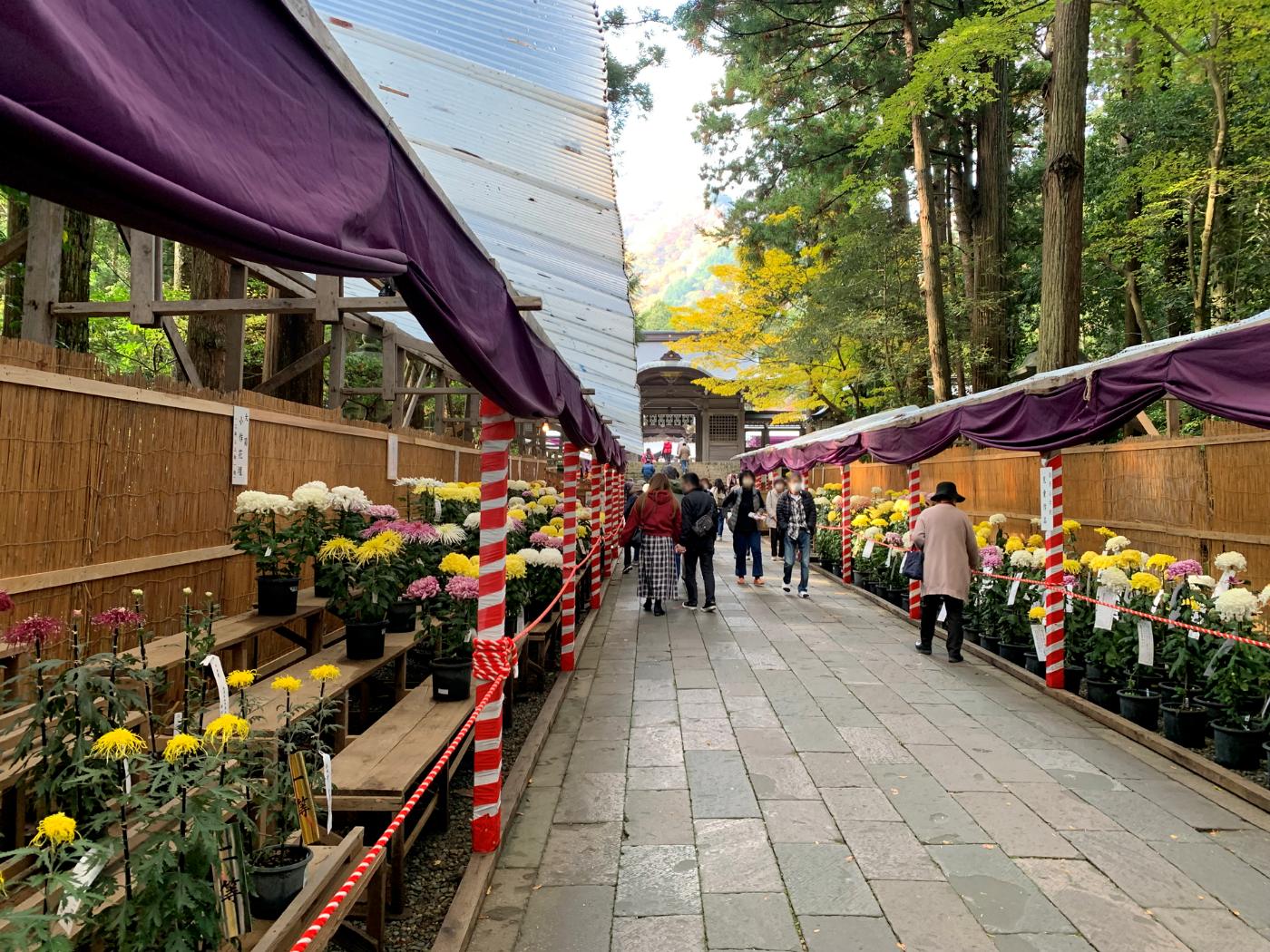 Chrysanthemum at Yahiko Chrysanthemum Festival, Yahiko, Niigata