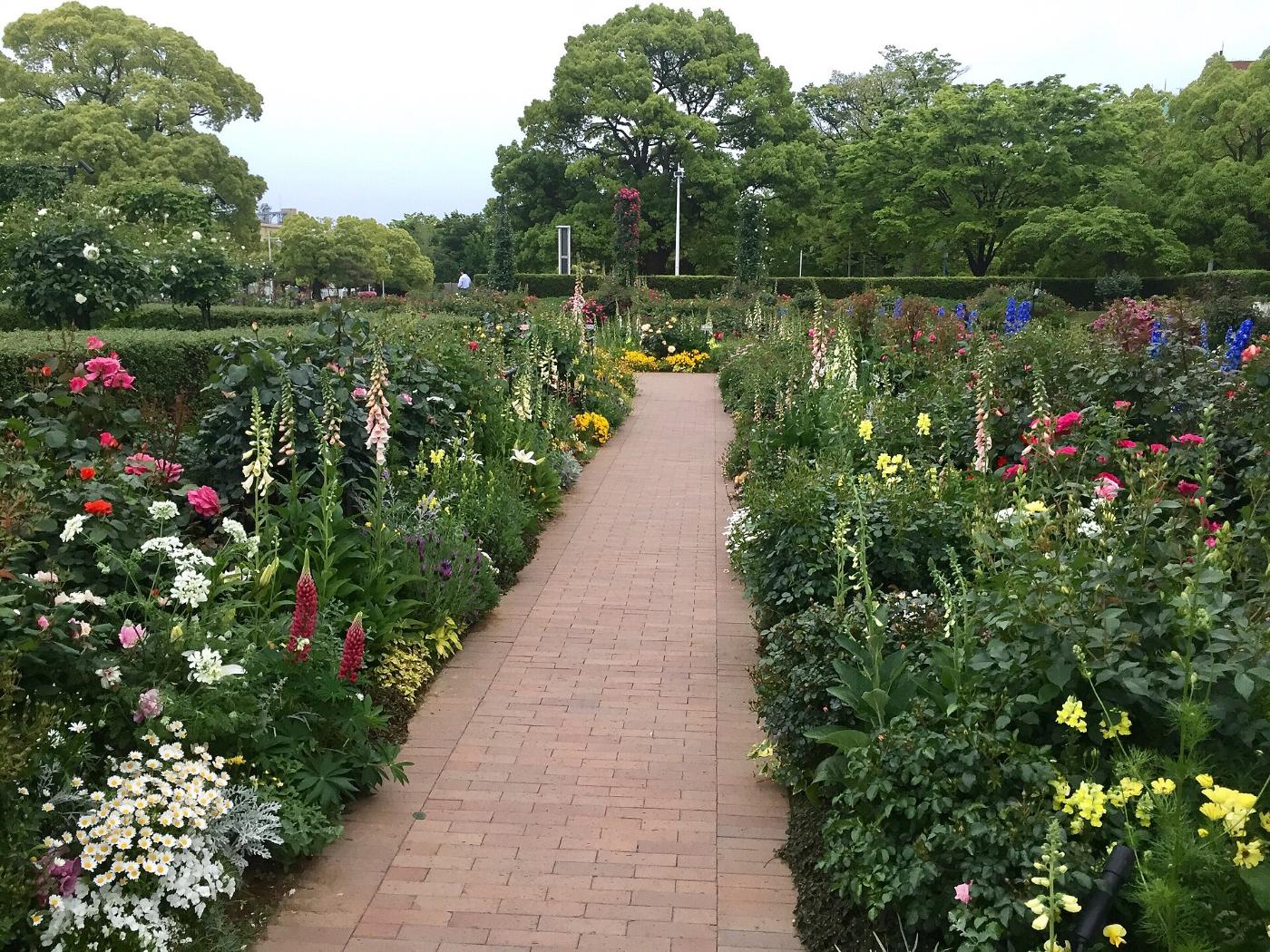 Roses at Yamashita Park (Garden of Future Roses), Yamashitacho, Naka Ward, Yokohama