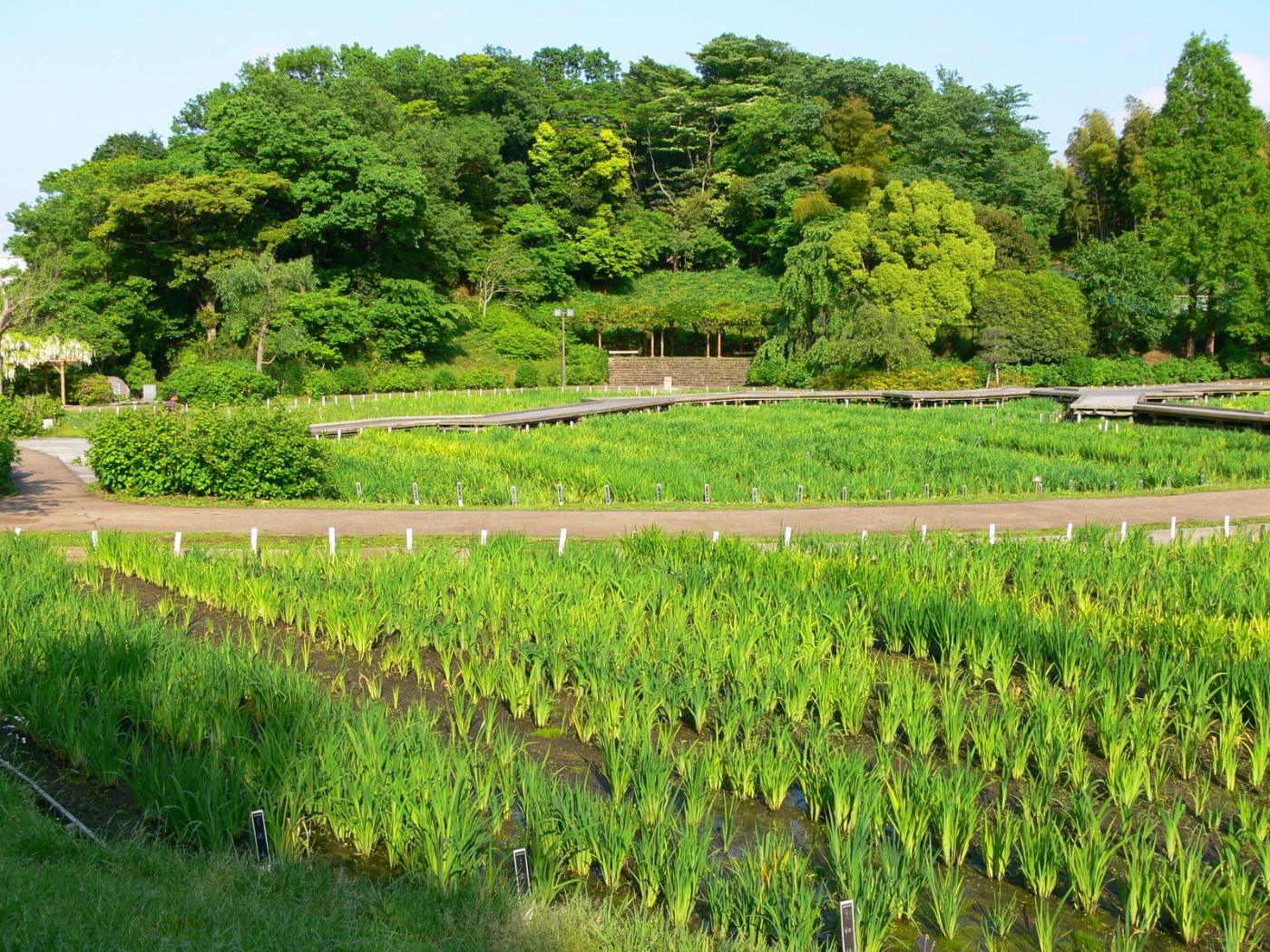 Iris at Yokosuka Iris Garden, Kitazume, Yokosuka, Kanagawa