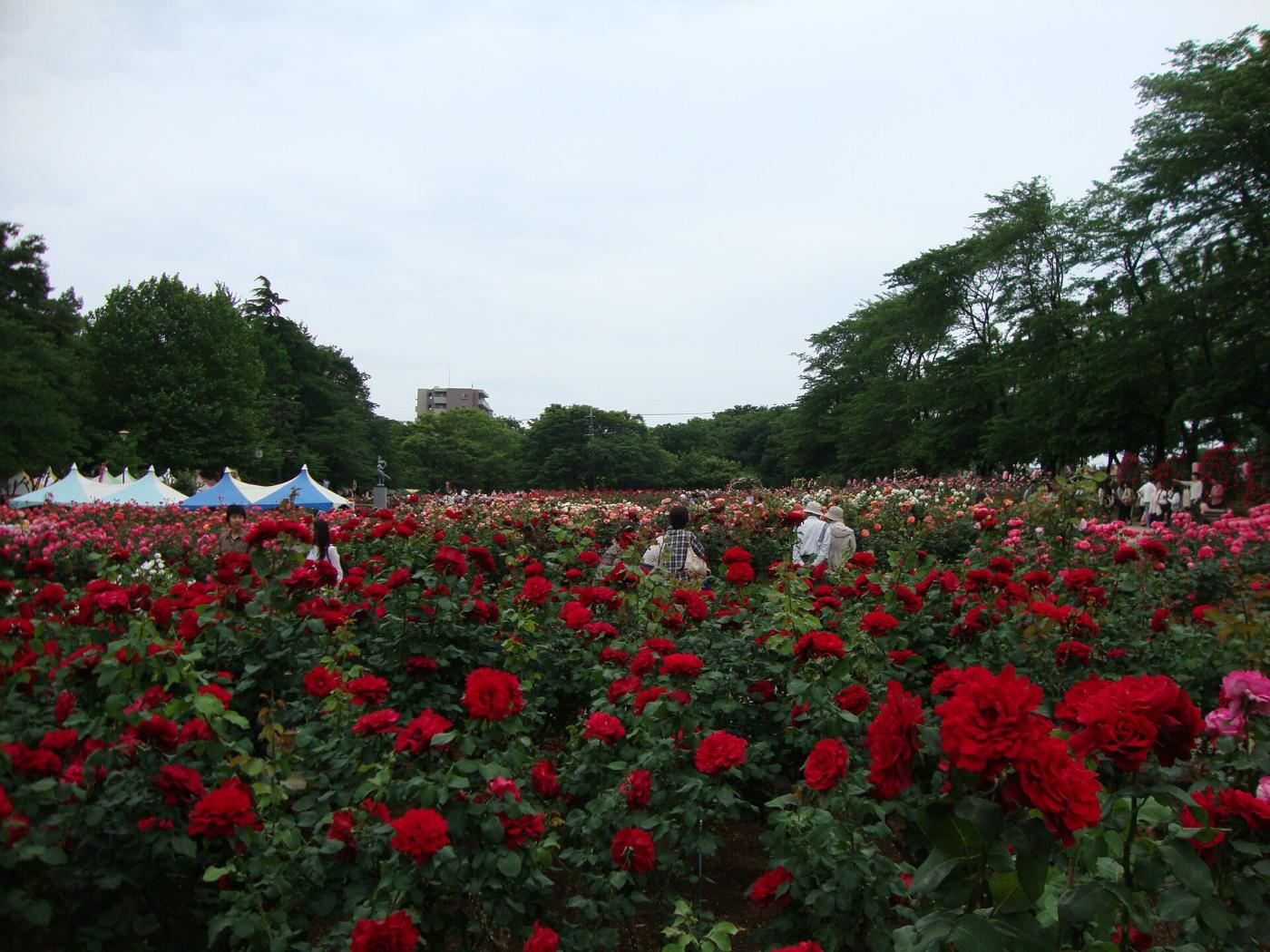 Roses at Yono Park, Honmachi-nishi, Chuo Ward, Saitama