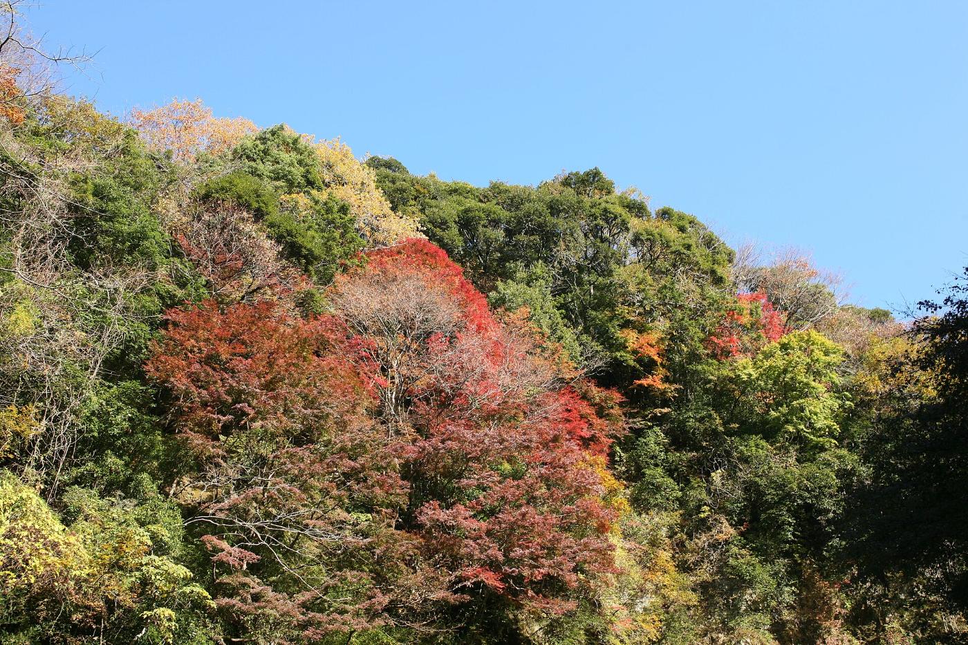 Autumn leaves at Yoro Valley, Otaki, Isumi District, Chiba