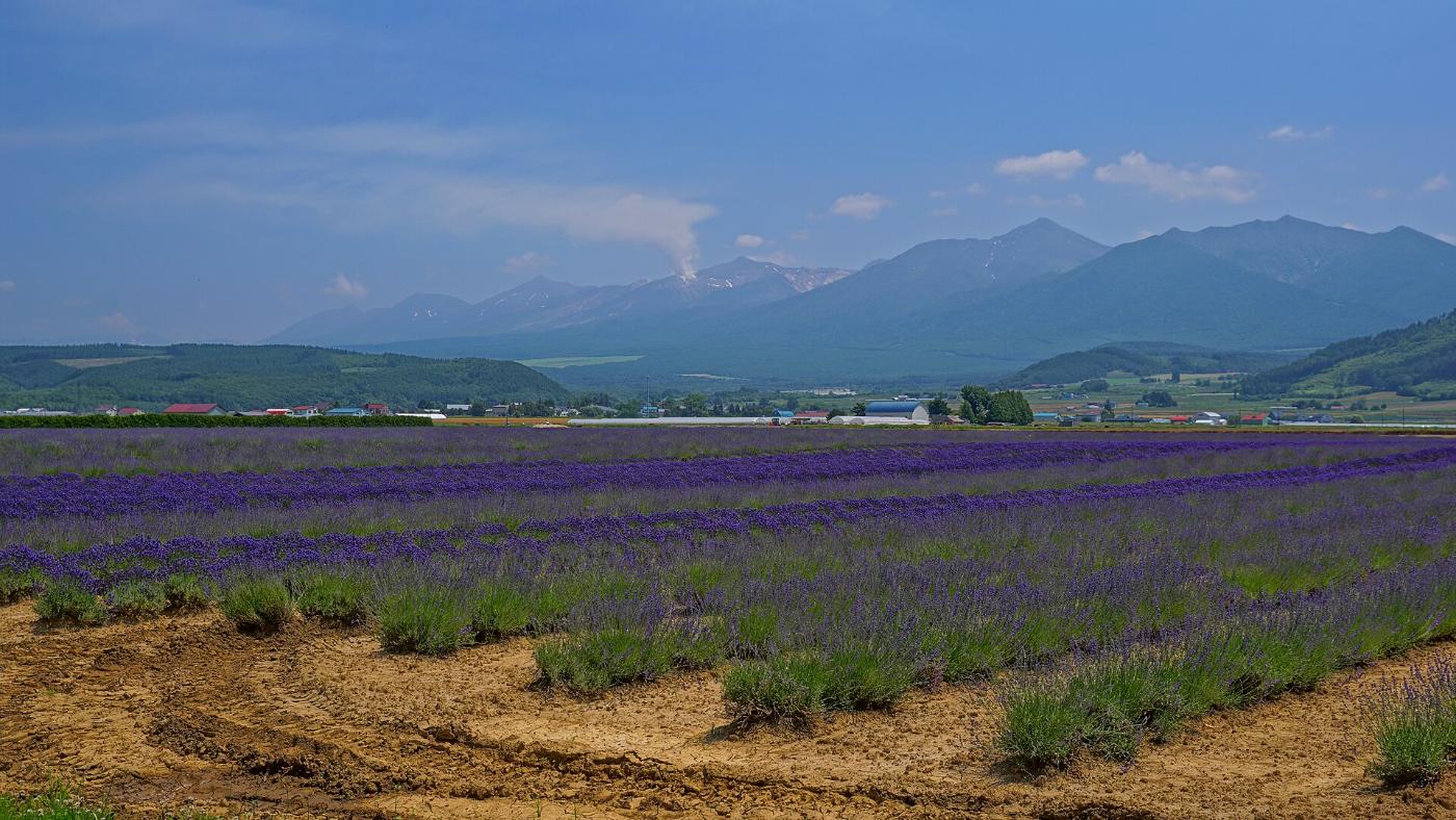 Lavender at Farm Tomita Lavender East, Kamifurano, Sorachi District, Hokkaido