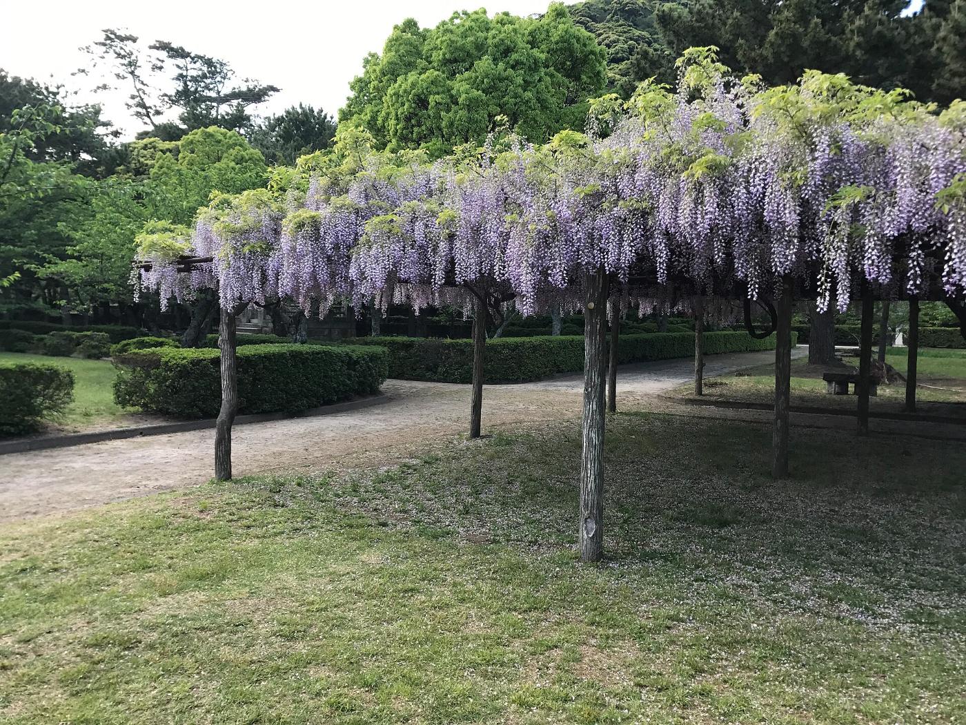 Wisteria at Hagi Castle Ruins (Shizuki Park), Horiuchi, Hagi, Yamaguchi