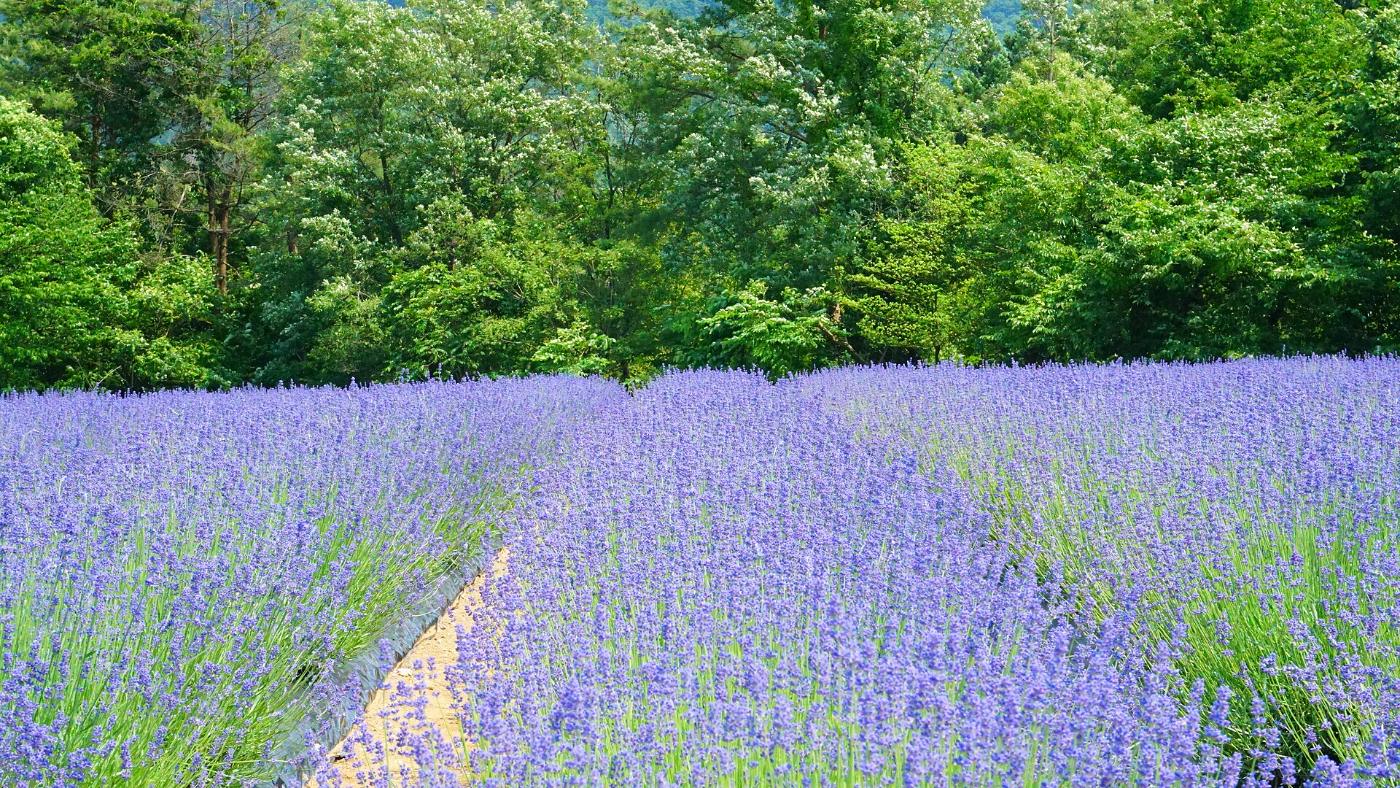 Lavender at Misato Lavender Garden, Misato, Senboku District, Akita