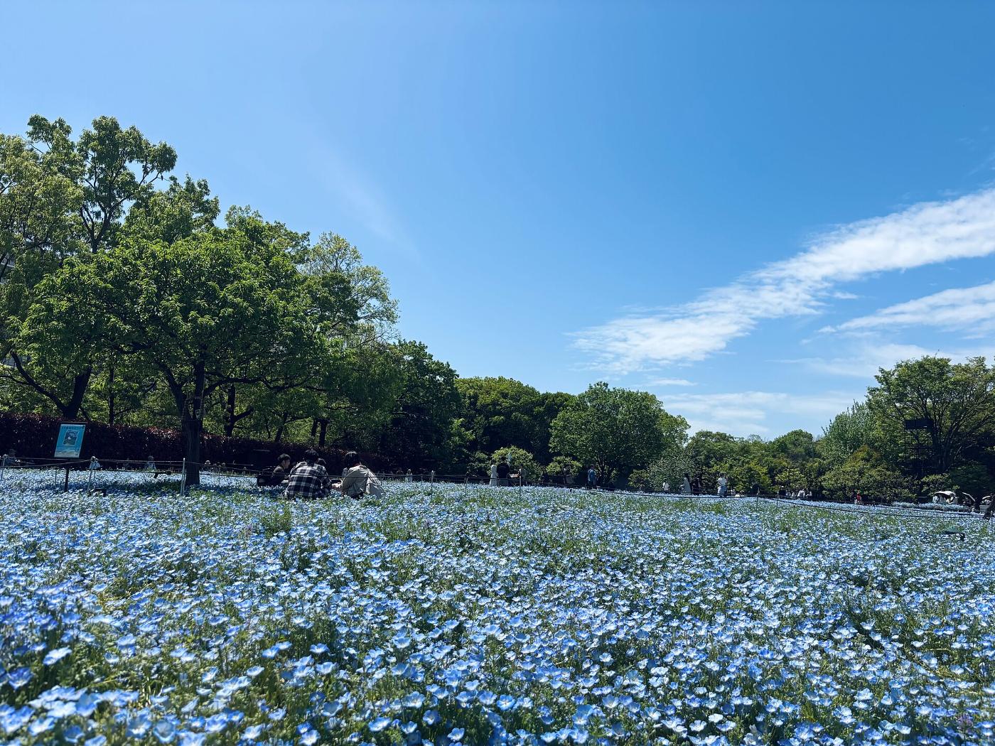 Nemophila at Nagai Botanical Garden, Nagaikoen, Higashisumiyoshi Ward, Osaka