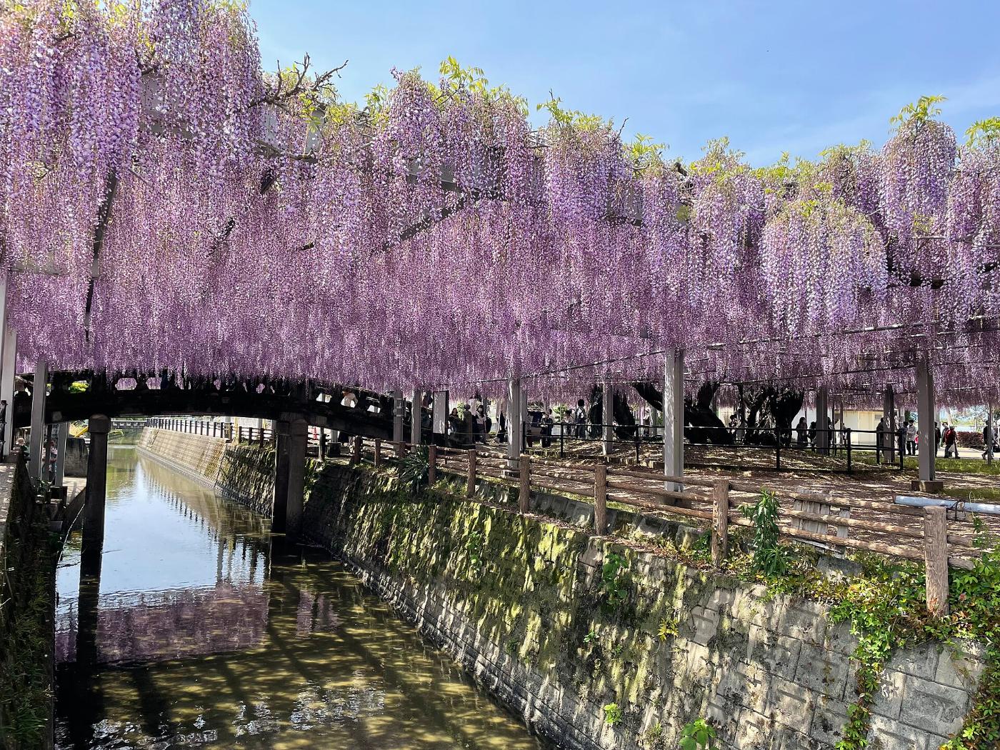 Wisteria at Nakayama Ofuji, Mitsuhashi-machi Nakayama, Yanagawa, Fukuoka