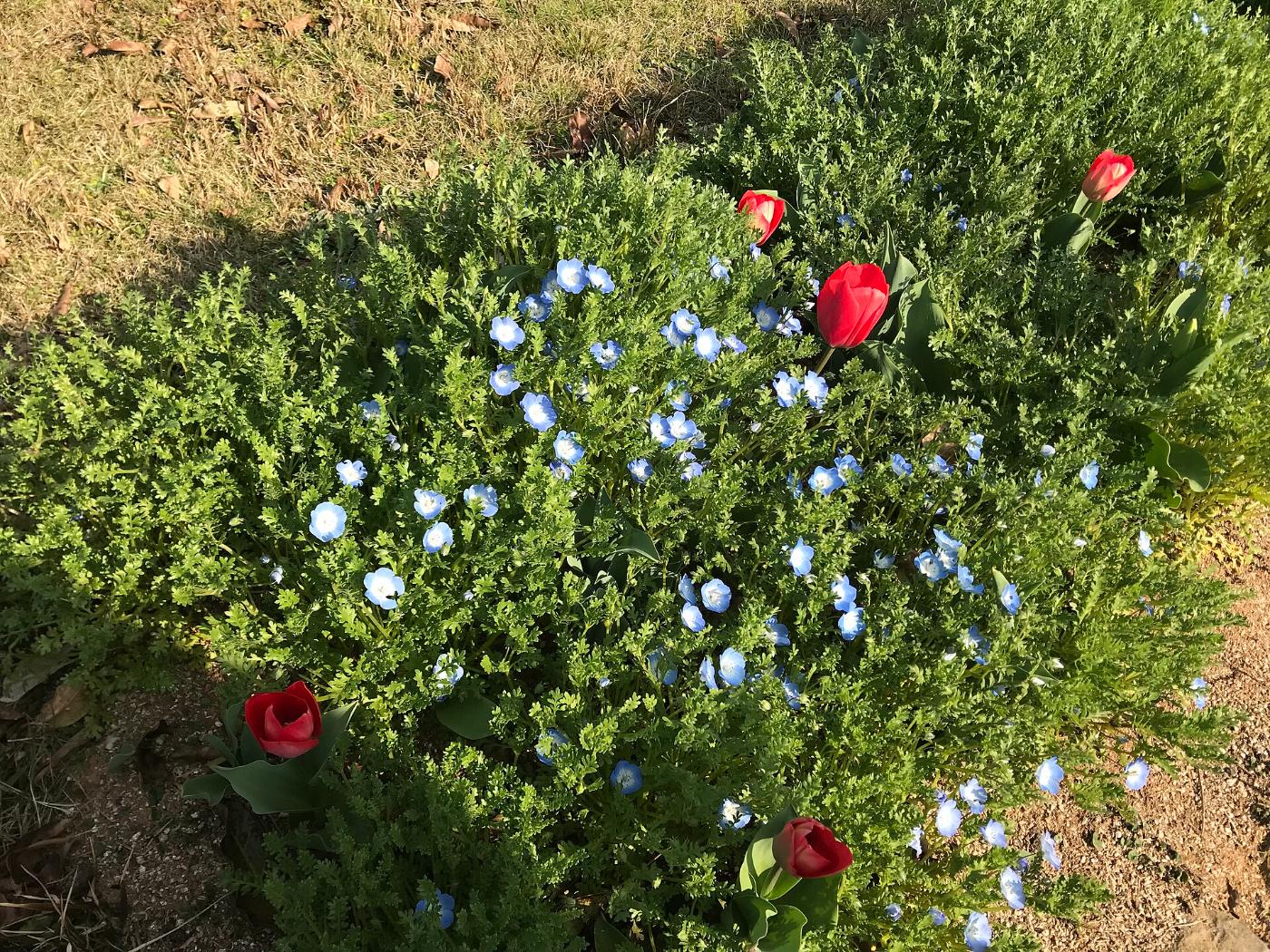 Nemophila at Nokonoshima Island Park (Nemophila), Nokonoshima, Nishi Ward, Fukuoka