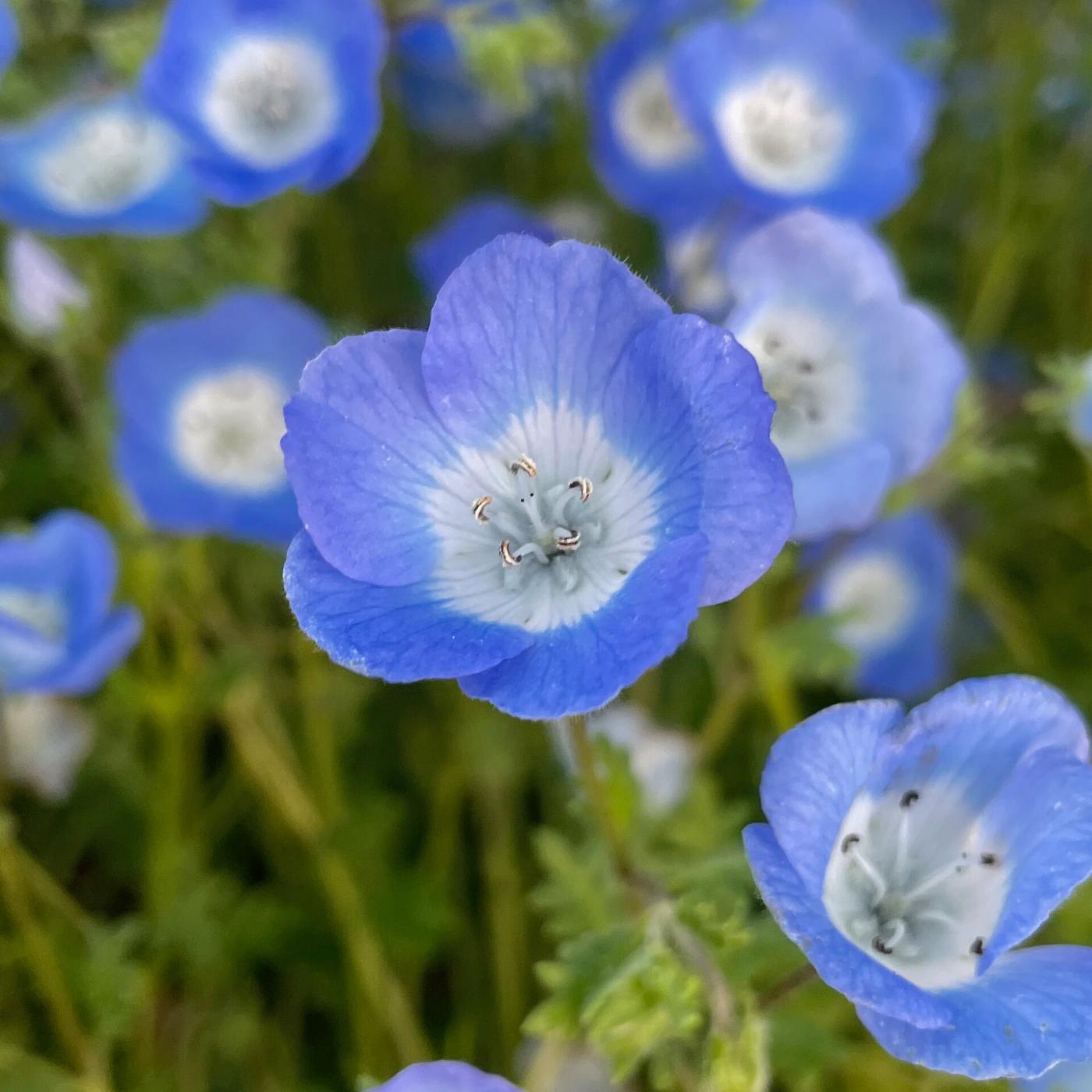 Nemophila at Ochiai Park (Kasugai), Ochiai, Kasugai, Aichi