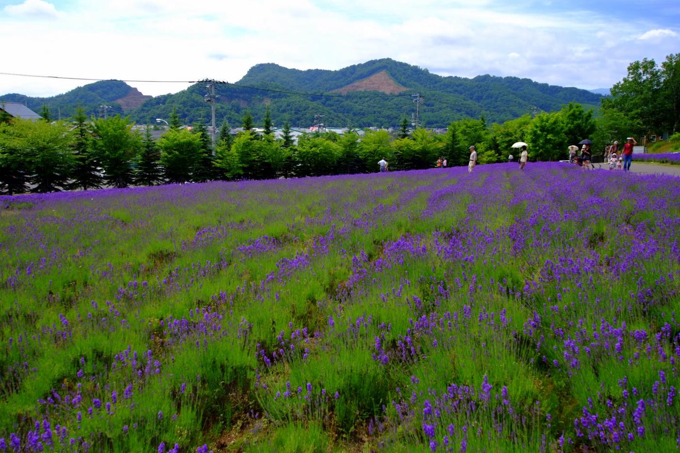 Lavender at Tokai University Sapporo Lavender Field, Minamisawa, Minami Ward, Sapporo, Hokkaido