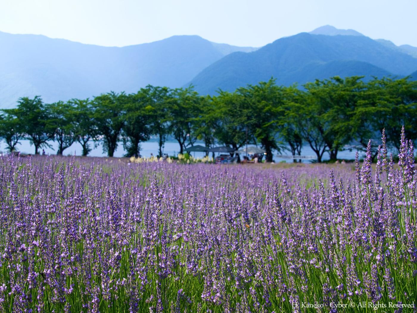 Lavender at Yagisaki Park, Kodachi, Fujikawaguchiko, Yamanashi