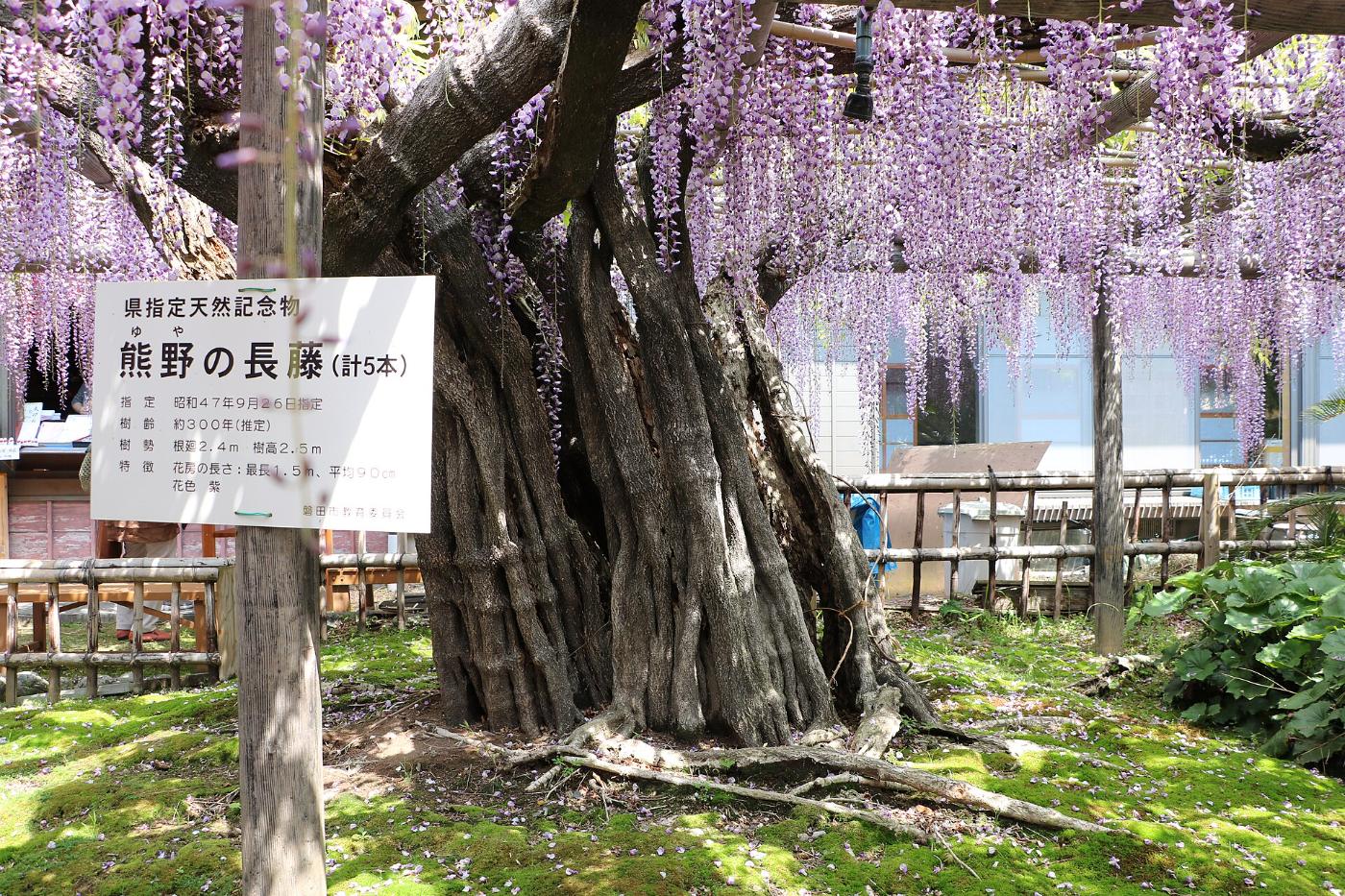 Wisteria at Yuya no Naga Fuji (Gyoko-ji), Ikeda, Iwata, Shizuoka