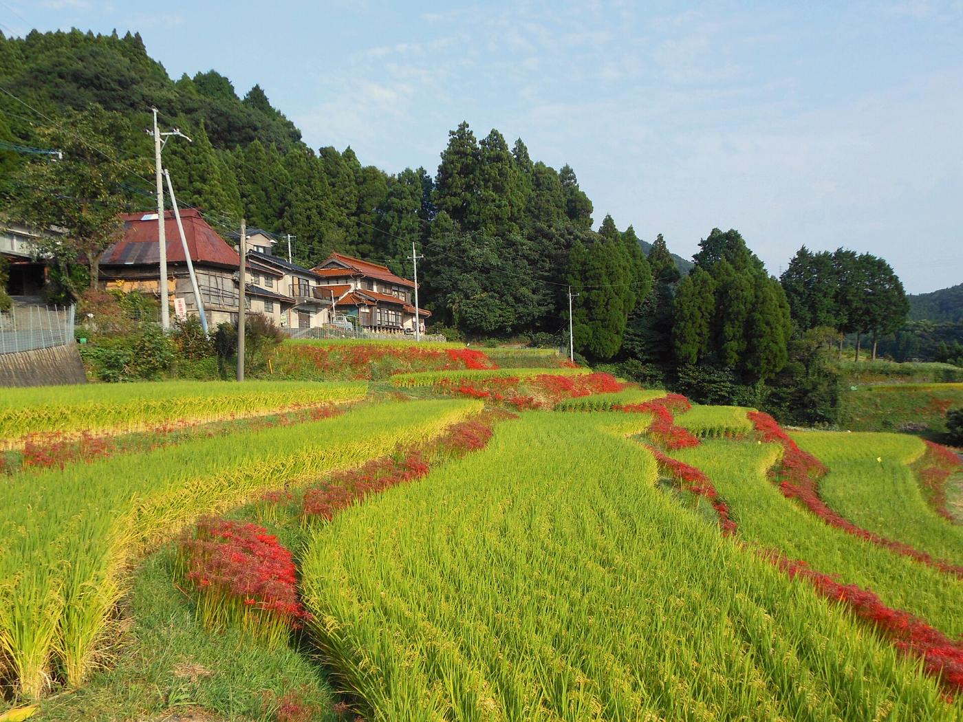 Red spider lily at Eriyama Rice Terraces, Ogi-machi Eriyama, Ogi, Saga