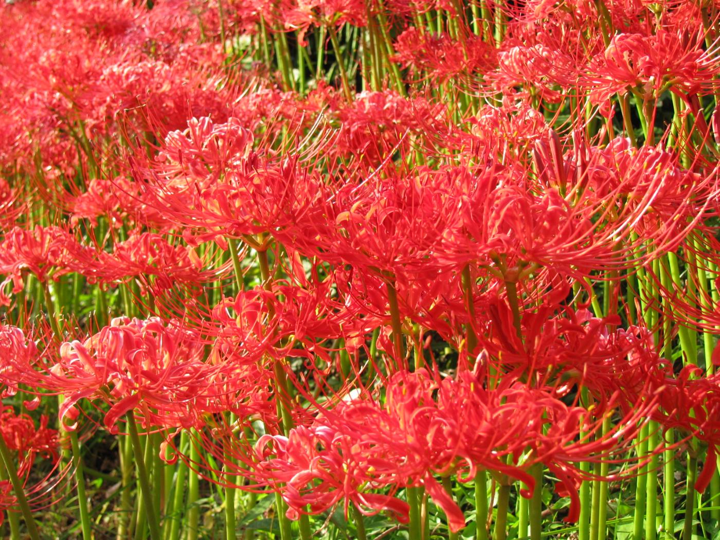 Red spider lily at Hinata (Isehara), Hinata, Isehara, Kanagawa