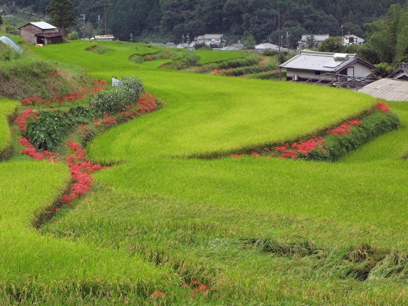 Red spider lily at Inabuchi Terraced Rice Fields (Asuka), Inabuchi, Asuka, Takaichi District, Nara
