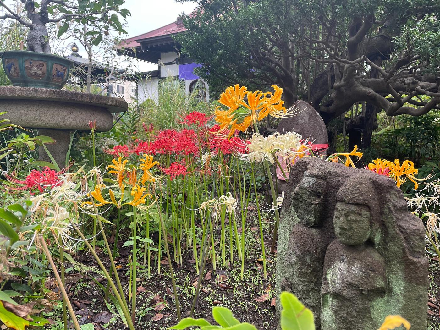 Red spider lily at Josen-ji Temple (Yamato), 2176 Fukuda, Yamato, Kanagawa