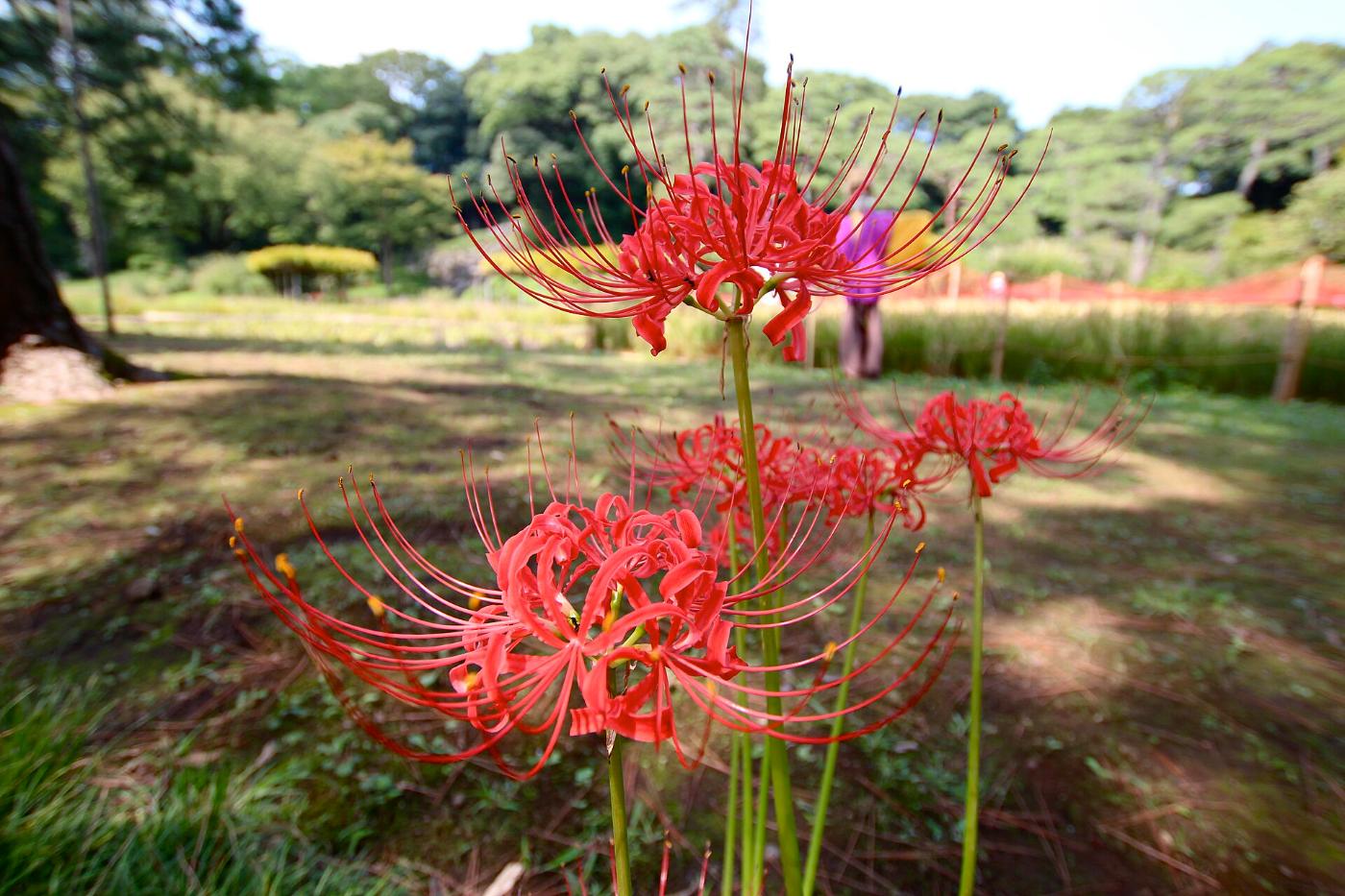 Red spider lily at Koishikawa Korakuen (Spider Lilies), 1-6-6 Koraku, Bunkyo City, Tokyo