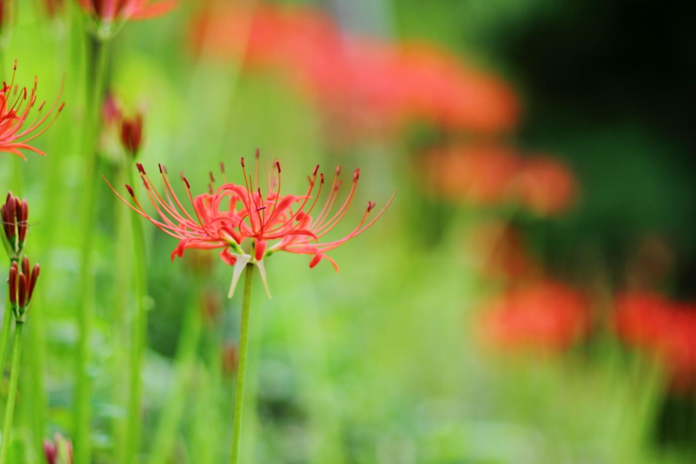 Red spider lily at Mizunuma Station (Watarase Keikoku Railway), Kurohone-cho, Kiryu, Gunma