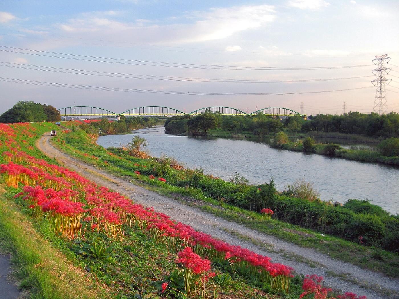 Red spider lily at Oppe River (Kawajima), Kawajima, Hiki District, Saitama