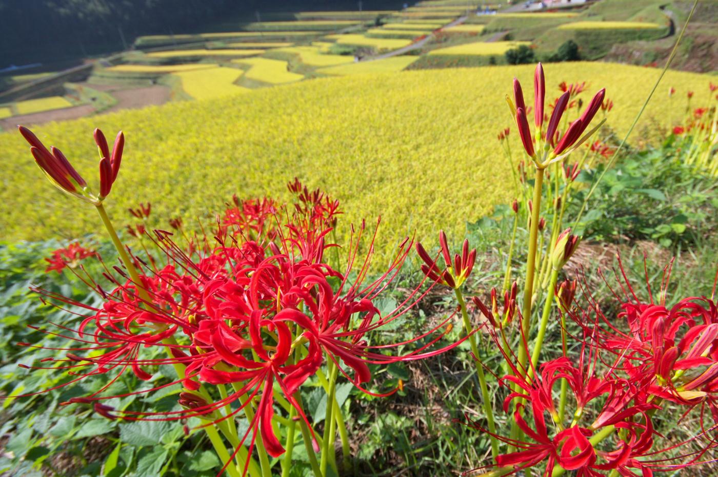 Red spider lily at Sumiyama Terraced Fields (Uji), Sumiyama, Uji, Kyoto