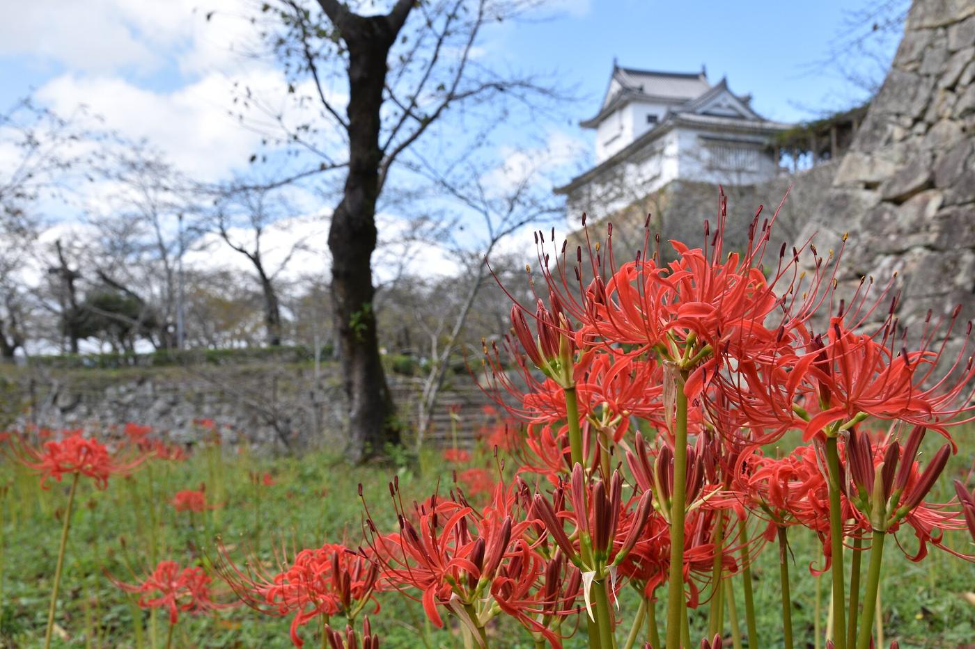 Red spider lily at Tsuyama Castle (Spider Lilies), 135 Yamashitacho, Tsuyama, Okayama