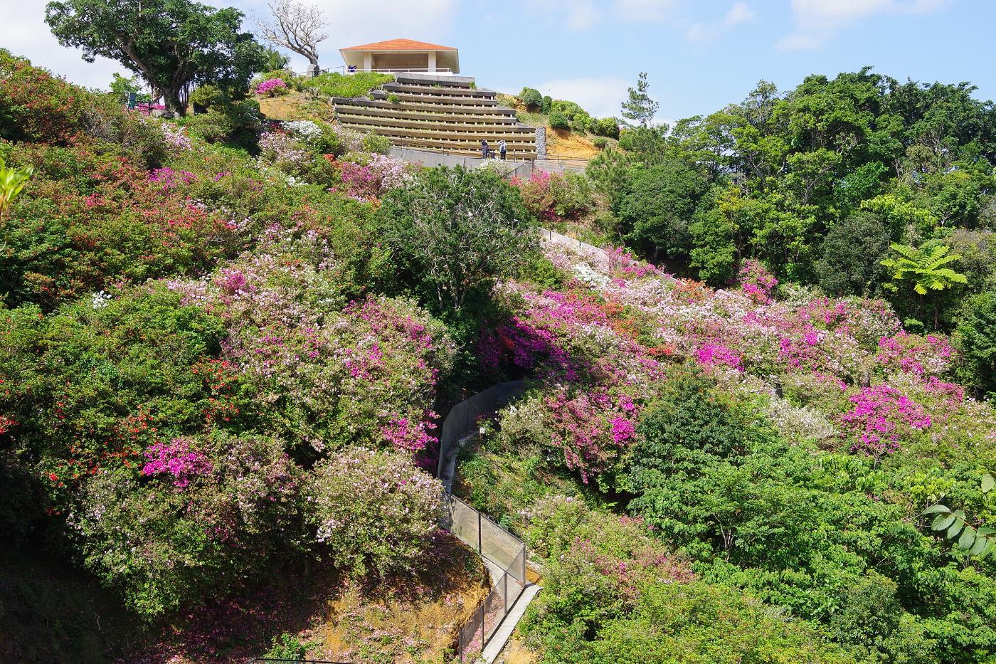Azalea at Higashi Village Azalea Garden, Higashi, Kunigami District, Okinawa