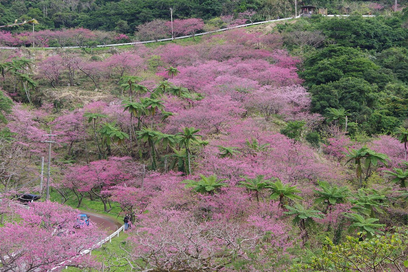 Cherry blossom at Mount Yae Cherry Forest Park, Motobu, Kunigami District, Okinawa