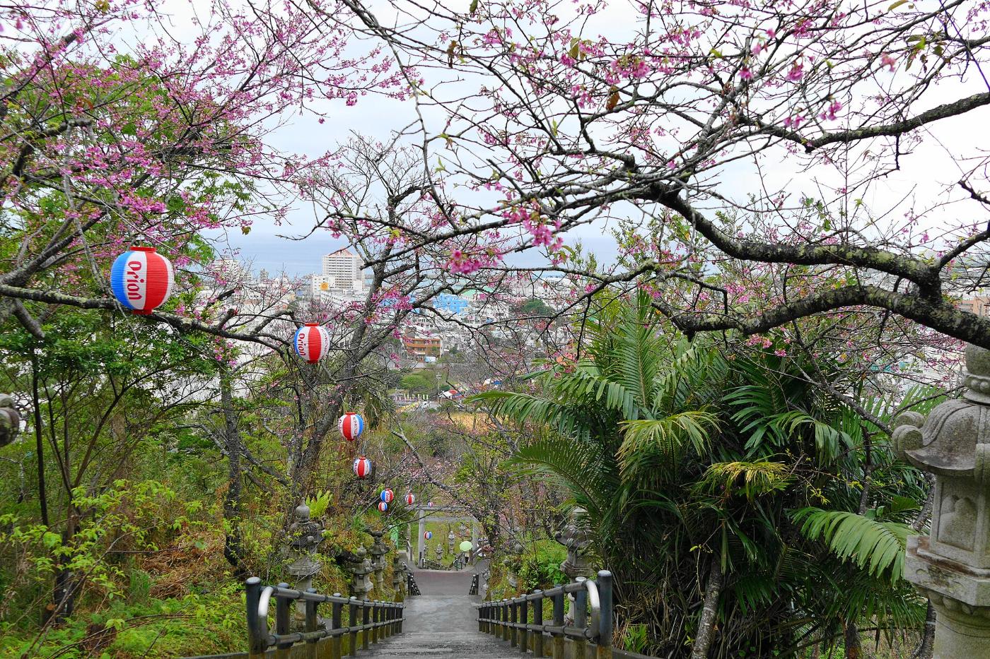Cherry blossom at Nago Central Park, Nago, Okinawa