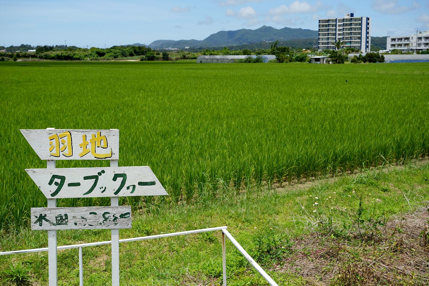 Cosmos at Haneji Paddies Cosmos, Kawakami, Nago, Okinawa