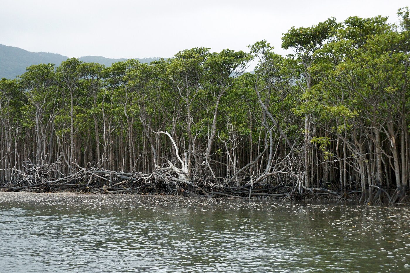 Sagaribana at Iriomote Sagaribana, Iriomote, Taketomi, Yaeyama District, Okinawa