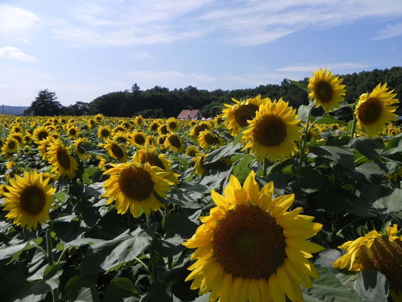 Sunflowers at Kitanakagusuku Sunflowers, Atta, Kitanakagusuku, Nakagami District, Okinawa