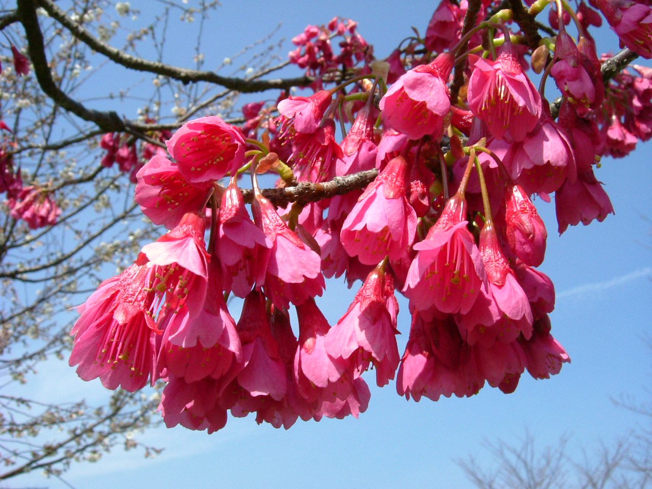 Cherry blossom at Yaese Park Cherry Blossoms, Tomori, Yaese, Shimajiri District, Okinawa