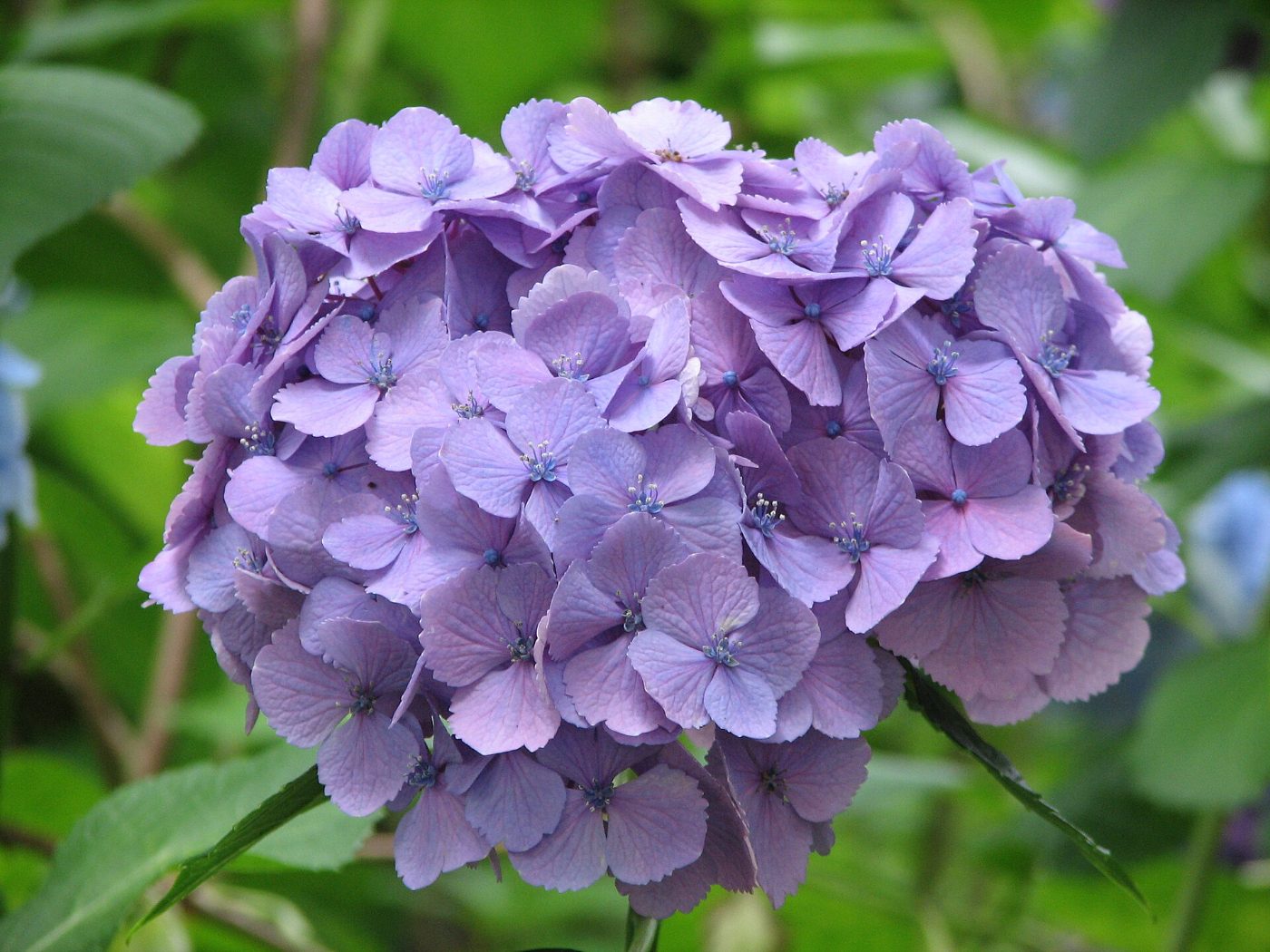 Hydrangea at Yohena Hydrangea Garden, Izumi, Motobu, Kunigami District, Okinawa