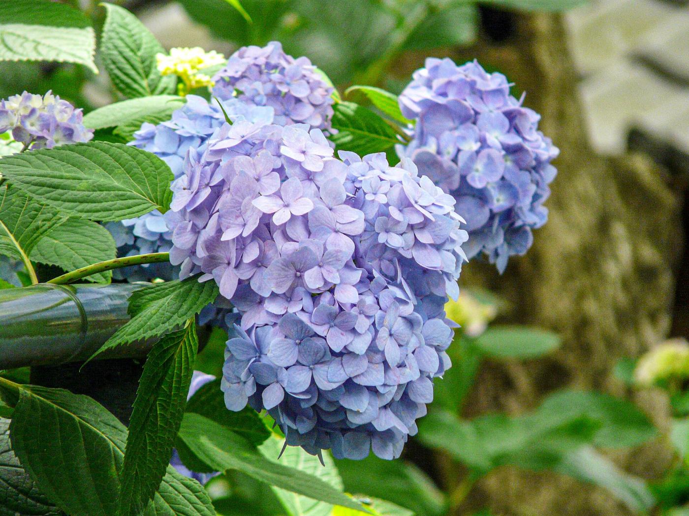 Hydrangea at Fujinomori Shrine, 609 Fukakusa Toriimaecho, Fushimi Ward, Kyoto