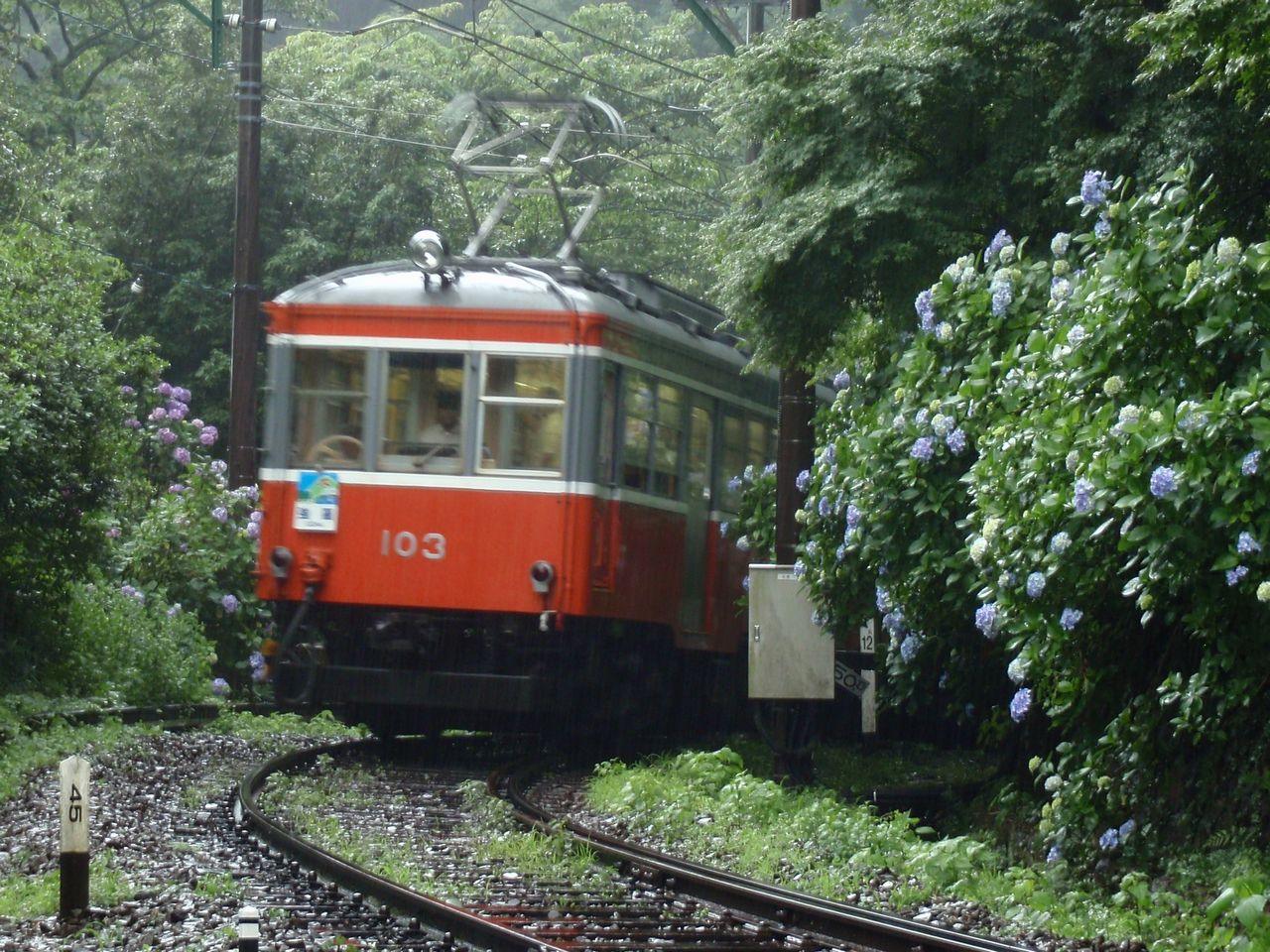 Hydrangea at Hakone Tozan Railway, Hakone-Yumoto to Gora, Hakone, Kanagawa
