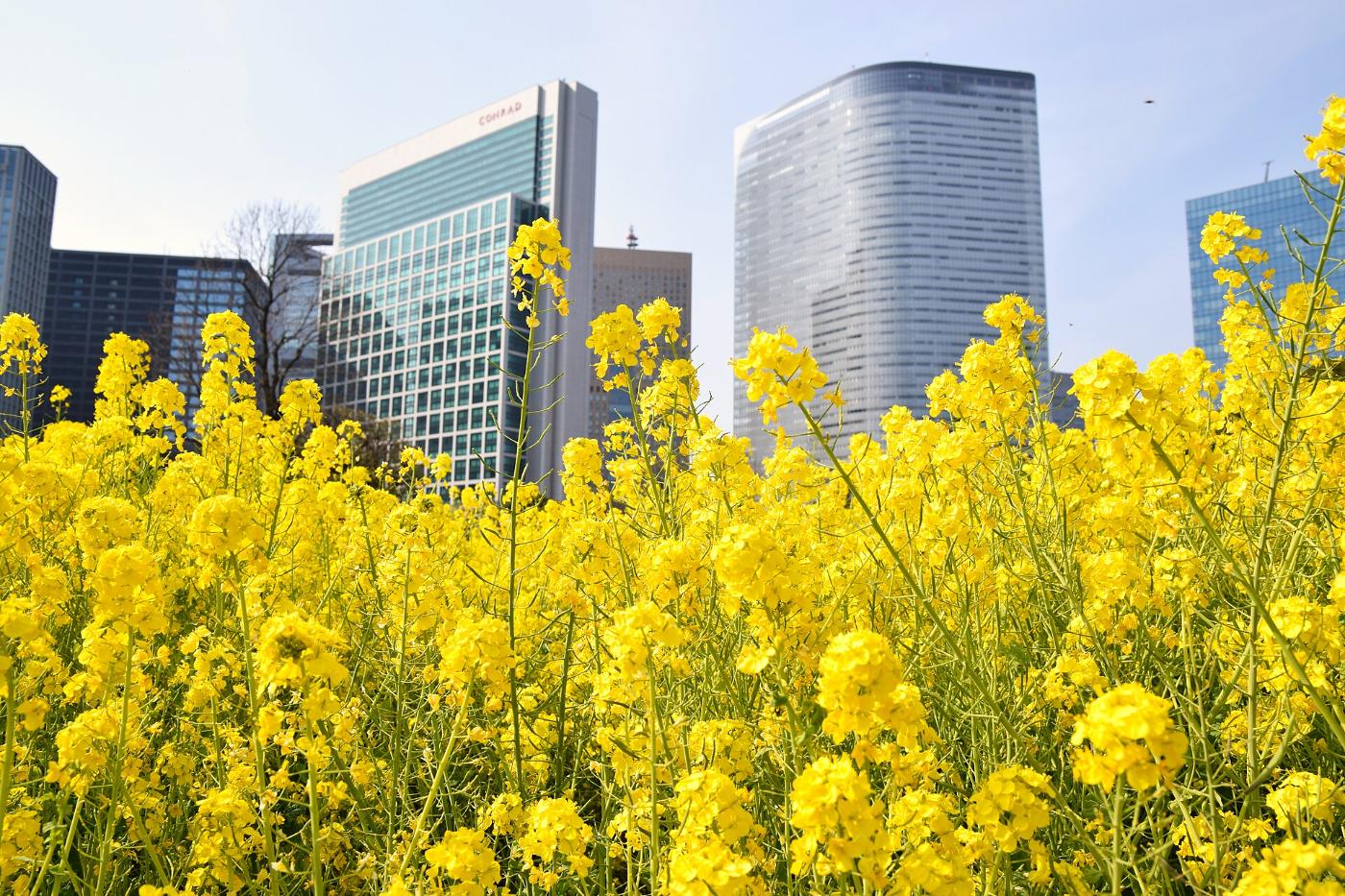 Rapeseed at Hamarikyu Gardens, 1-1 Hamarikyuteien, Chuo City, Tokyo