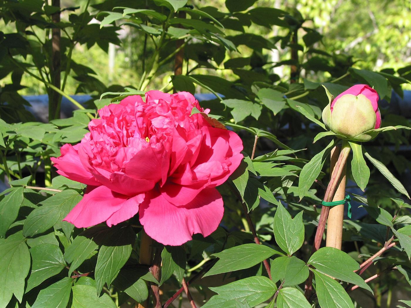 Peony at Hase-dera (Nara), 731-1 Hase, Sakurai, Nara