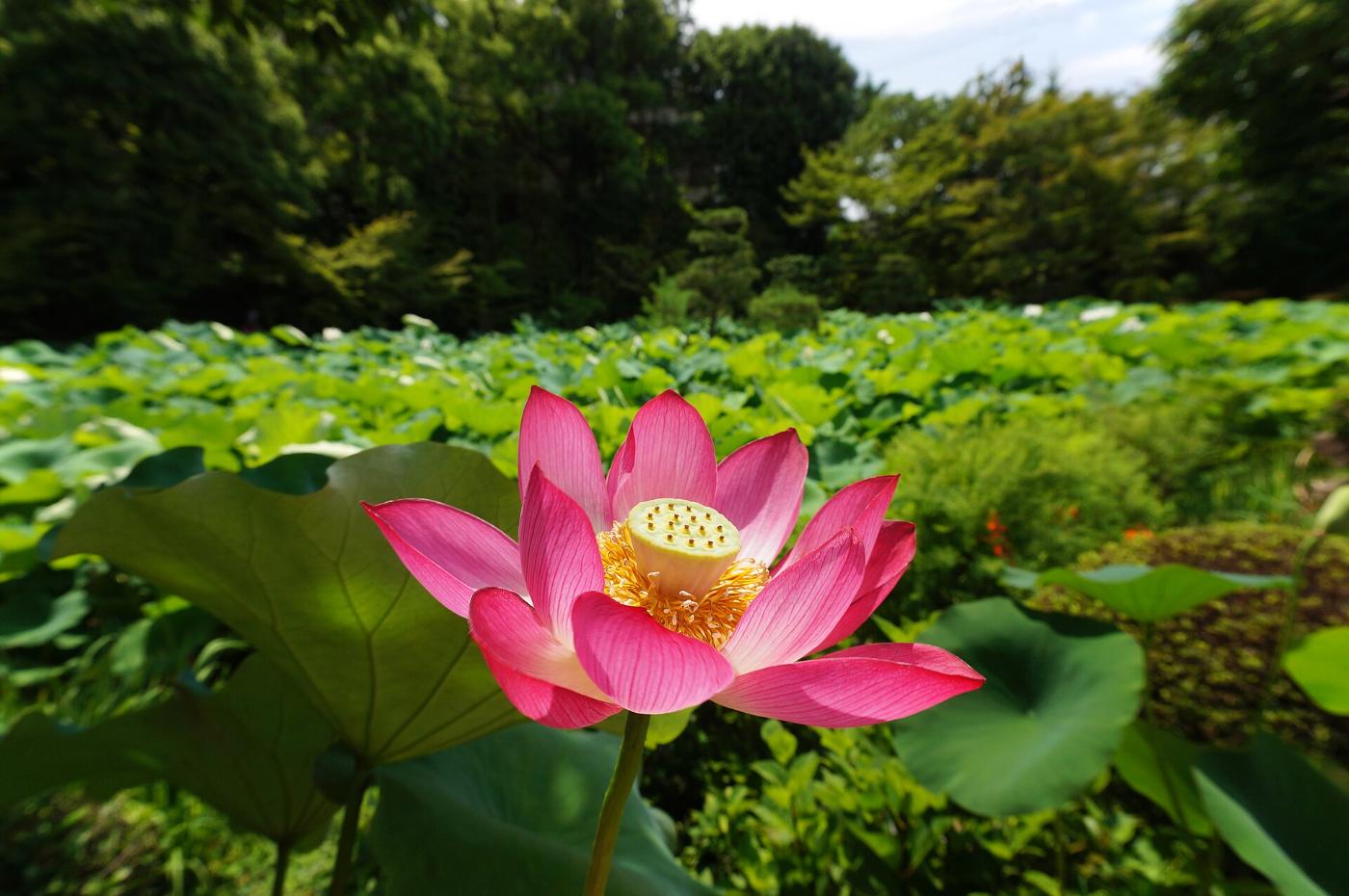 Lotus at Hokongo-in Temple, 49 Hanazono Ogicho, Ukyo Ward, Kyoto