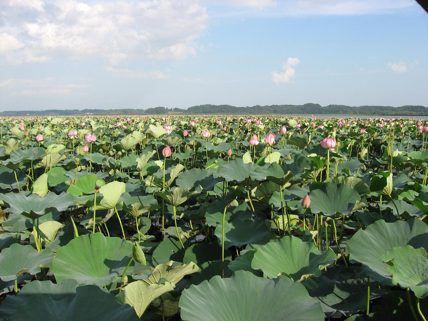 Lotus at Izunuma and Uchinuma, Wakayanagi, Kurihara, Miyagi
